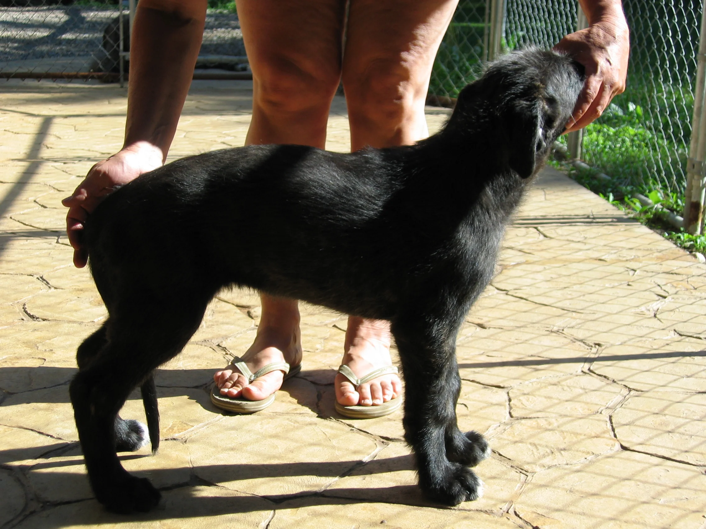 Cinneide 8 weeks