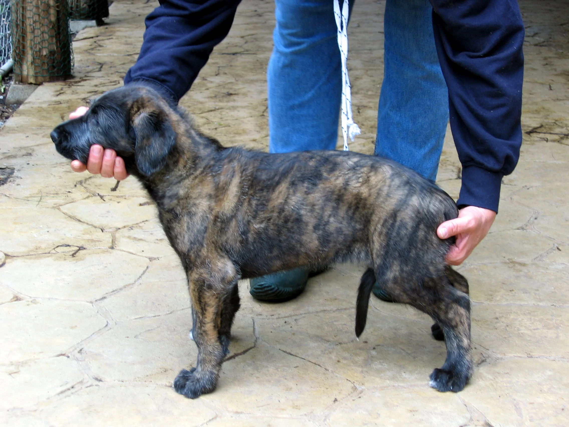 Chevonne at about 4 weeks