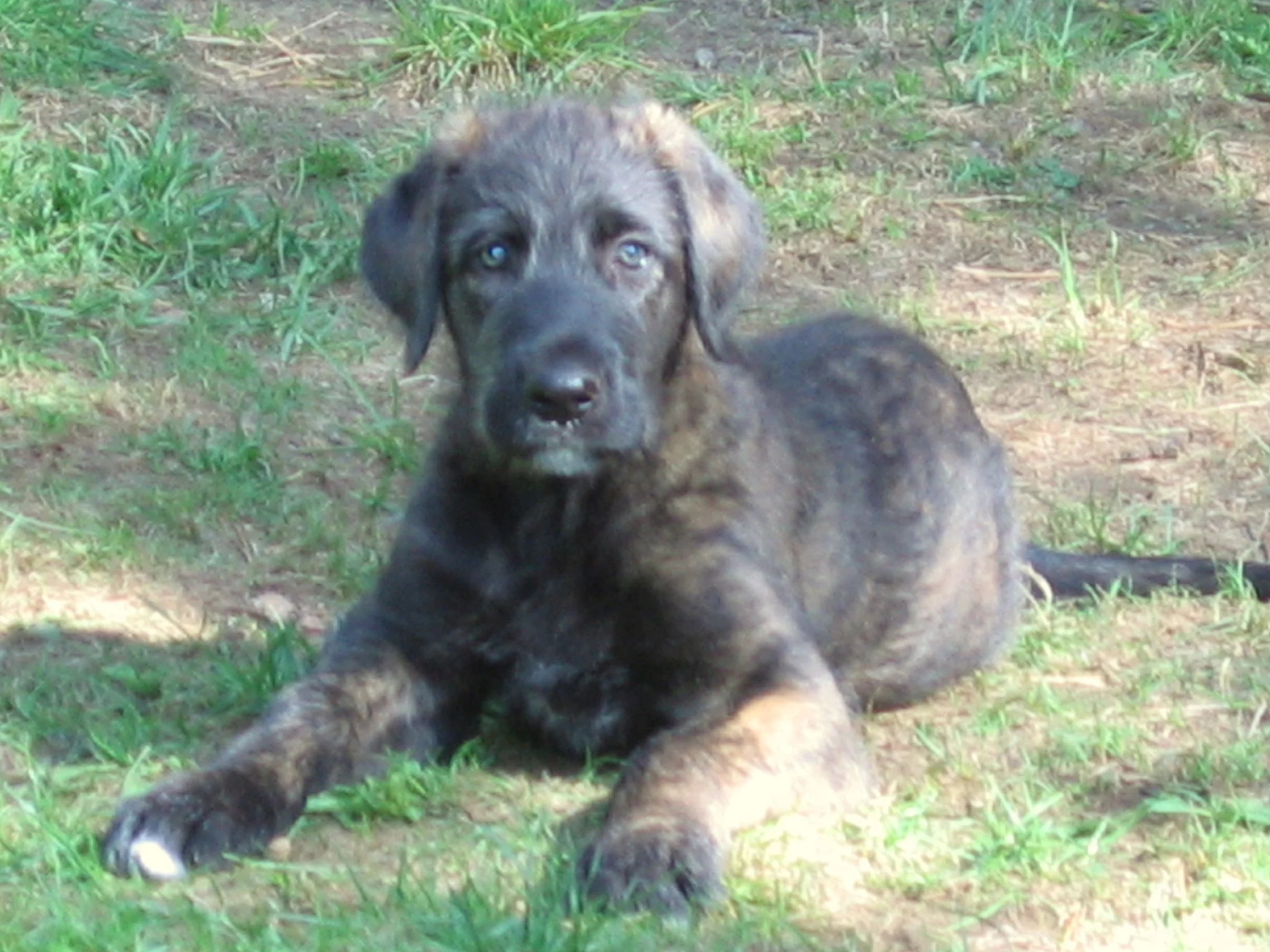 Chevonne pup