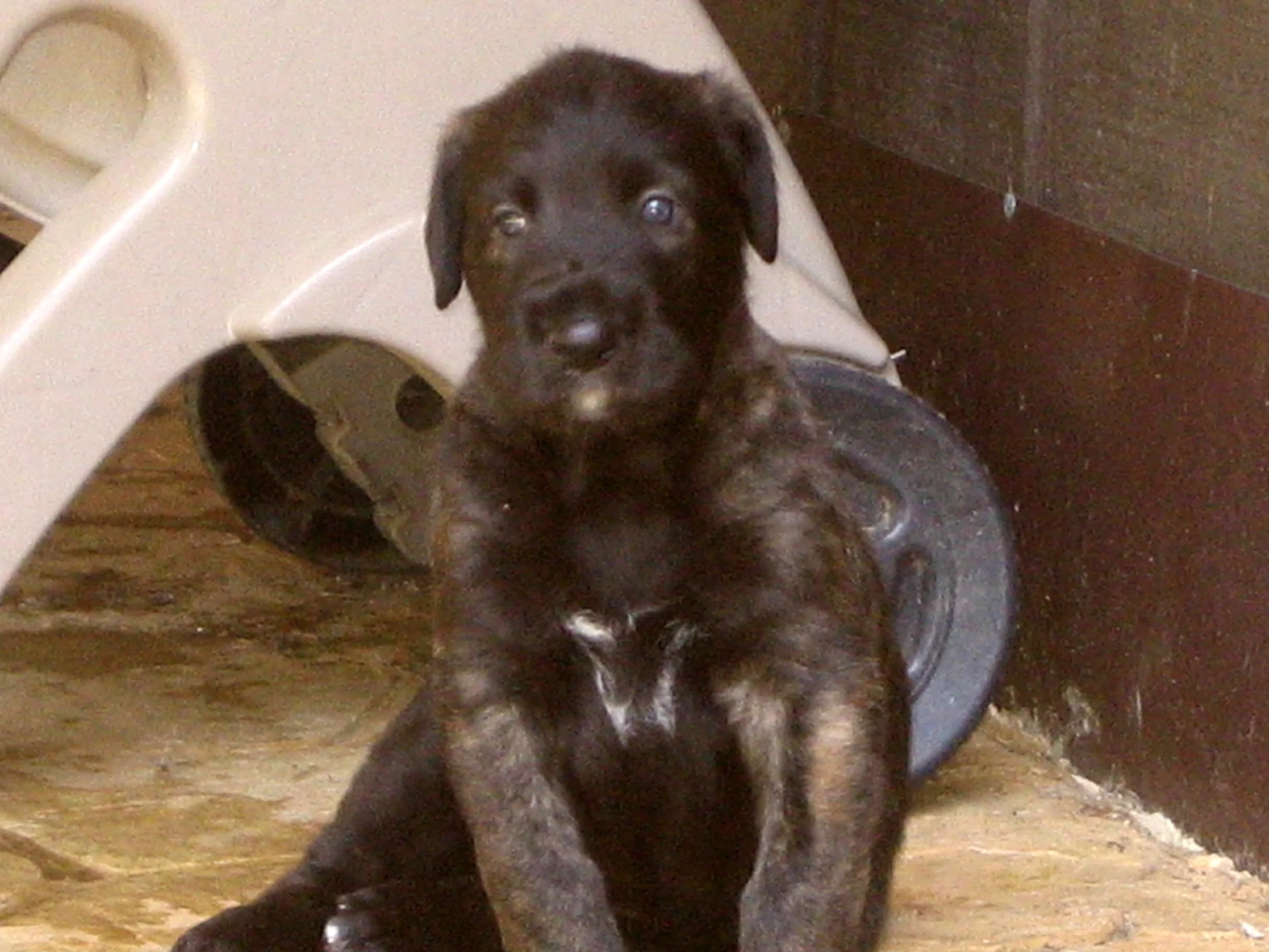 Chevonne 4 weeks