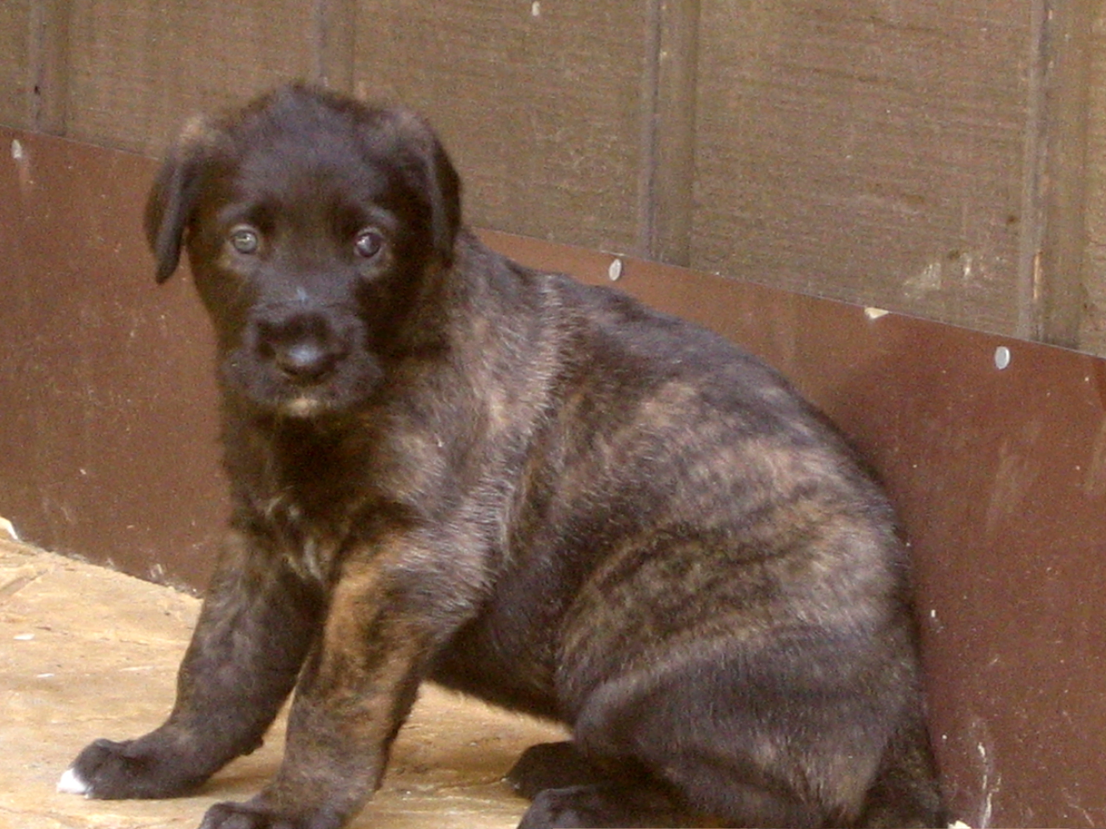 Chevonne 4 weeks