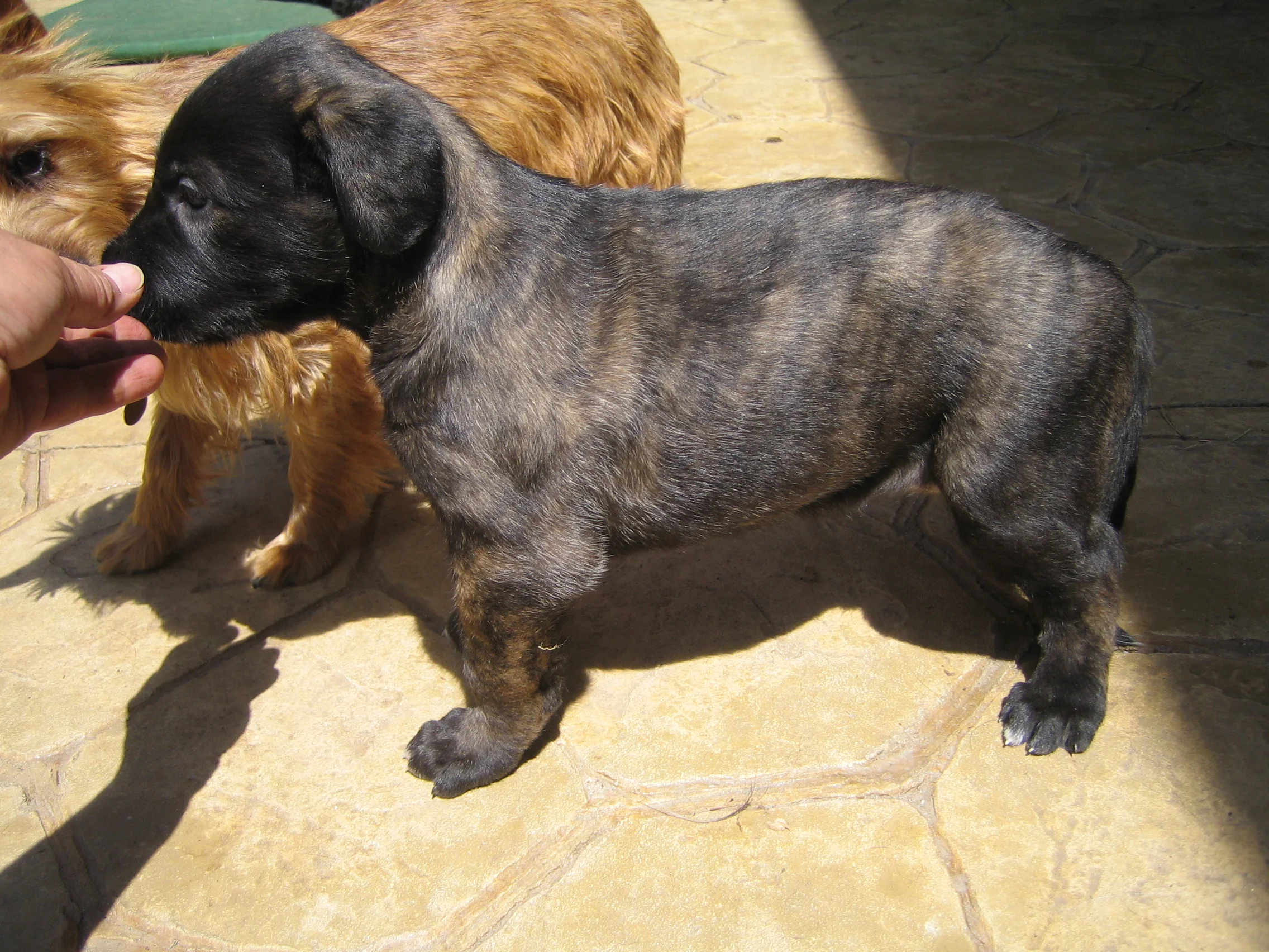 Chevonne with Lucy protecting