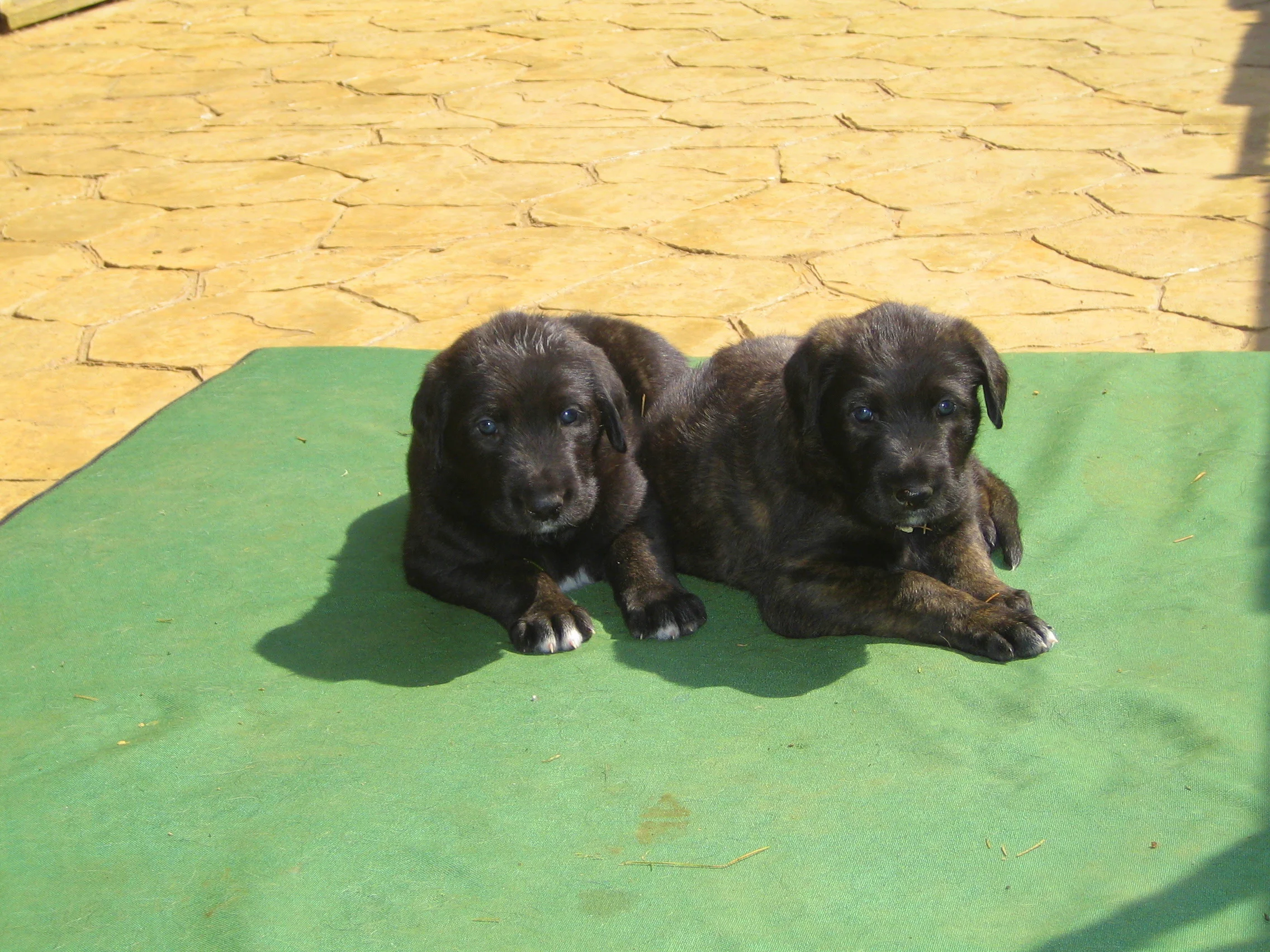 Cinneide and Chevonne