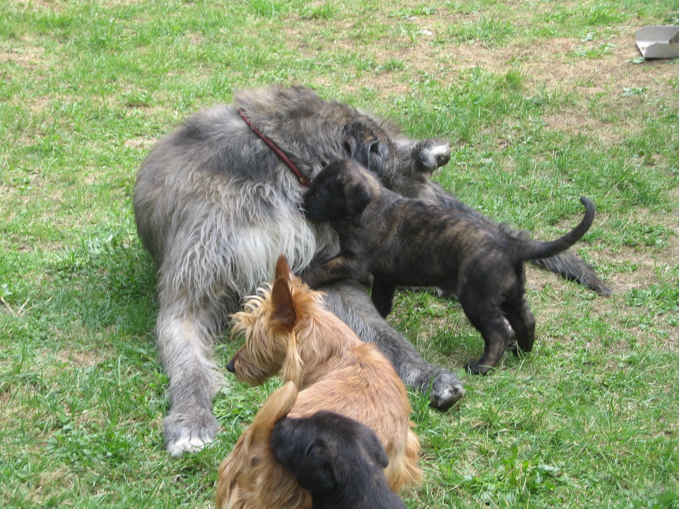 Sire Sandycove with Chevonne and Lucy