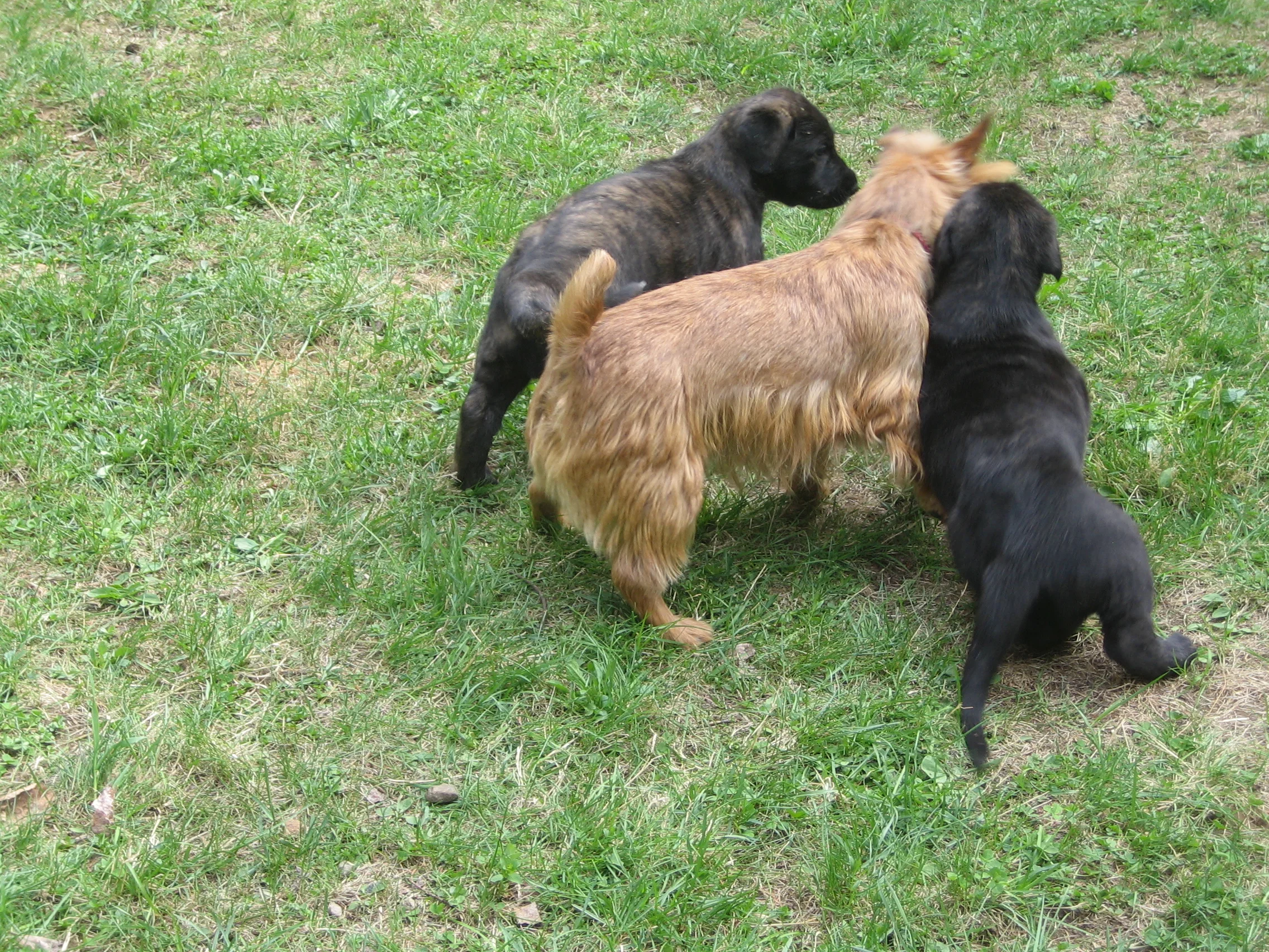 Lucy playing with Chevonne and Cinneide