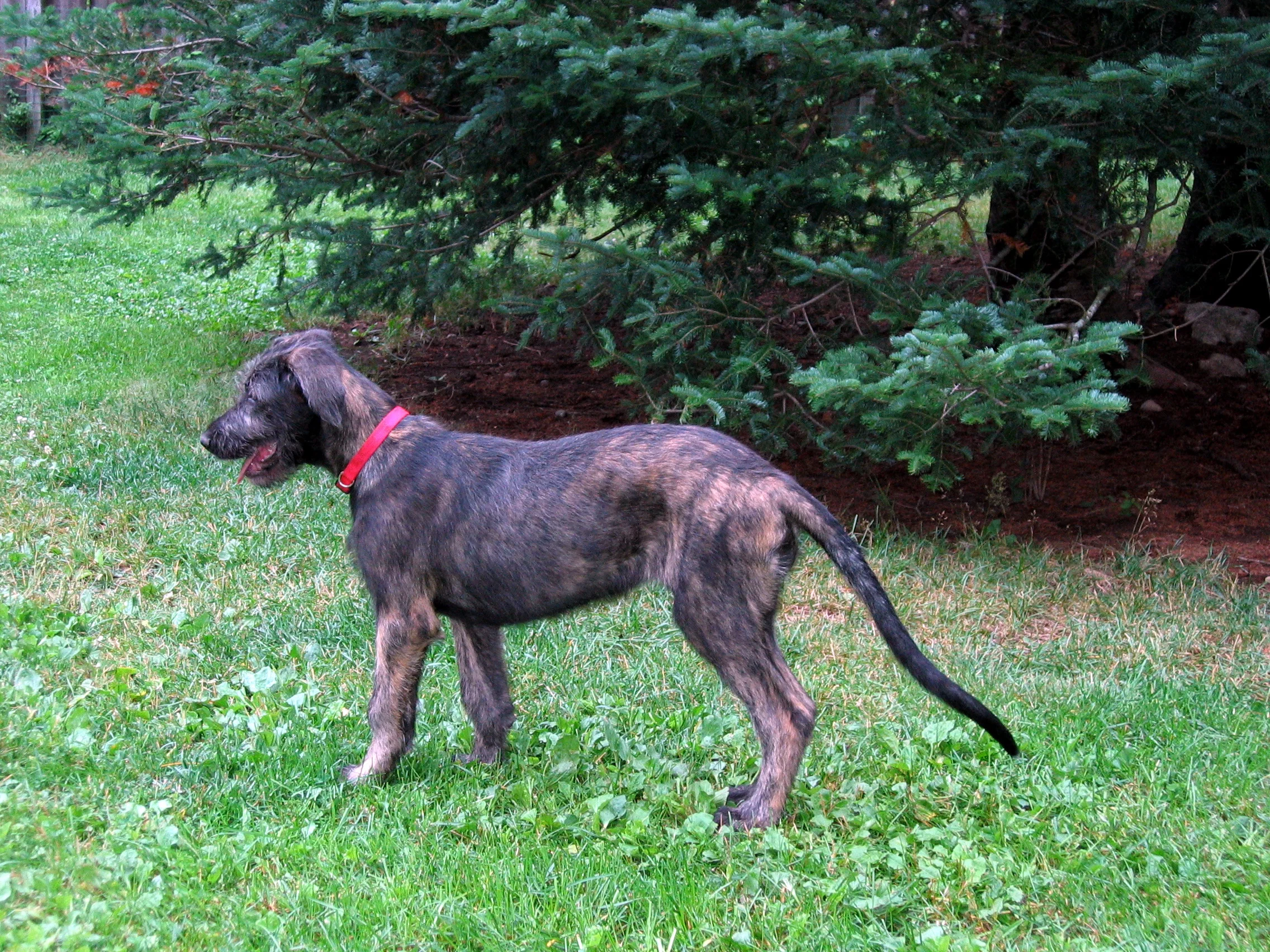 Chevonne 15 weeks