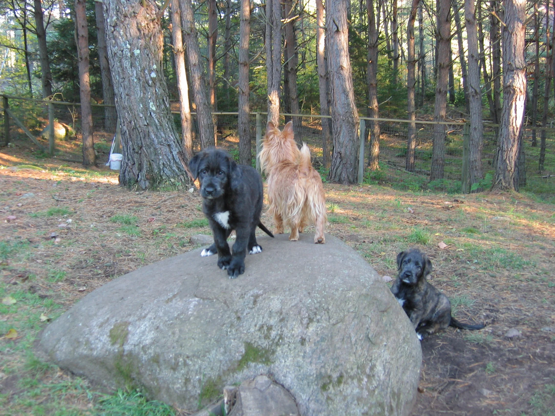 Declan 5 weeks with Lucy and Dior