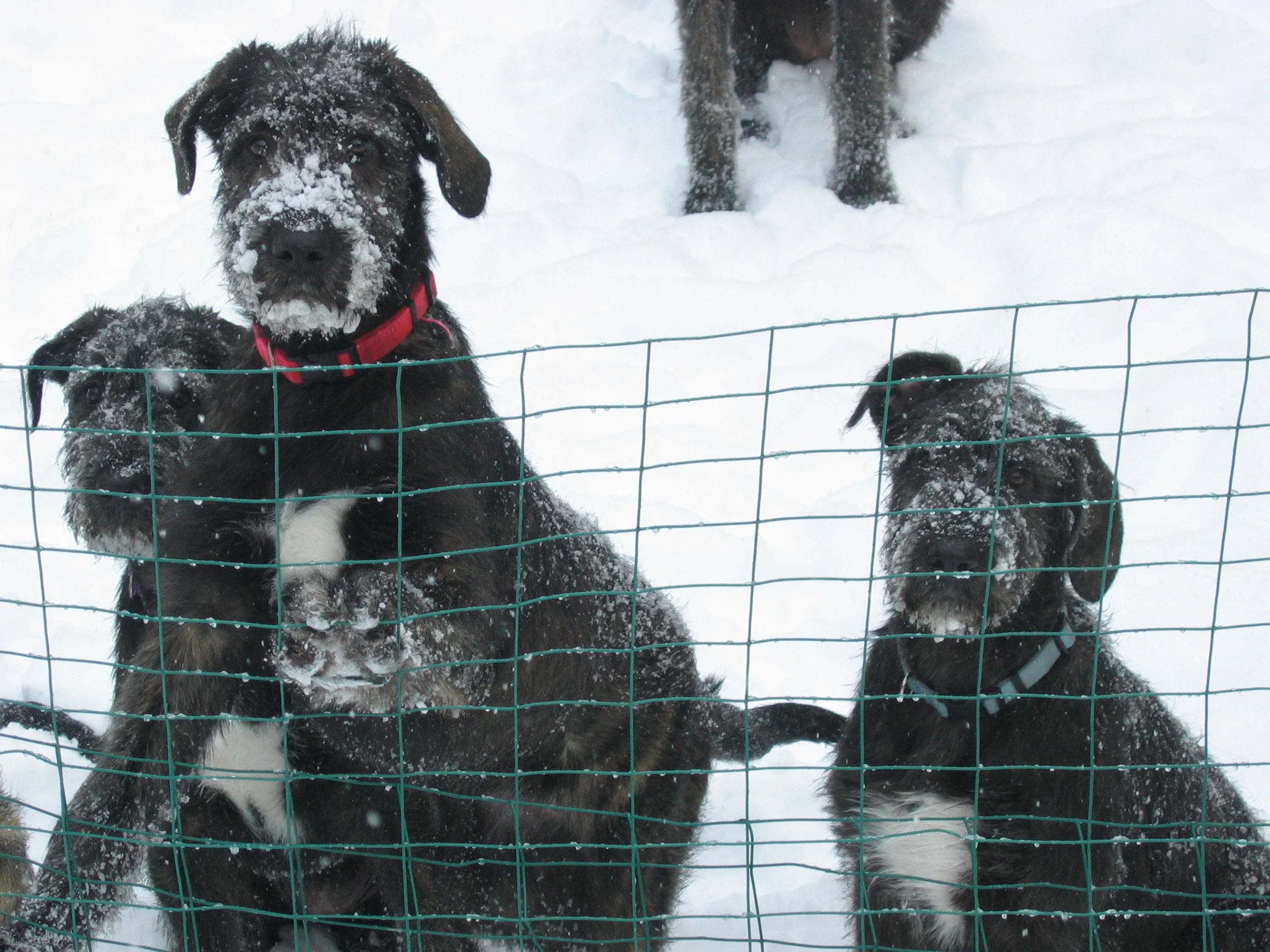Darley, Dallas and Declan 4 months