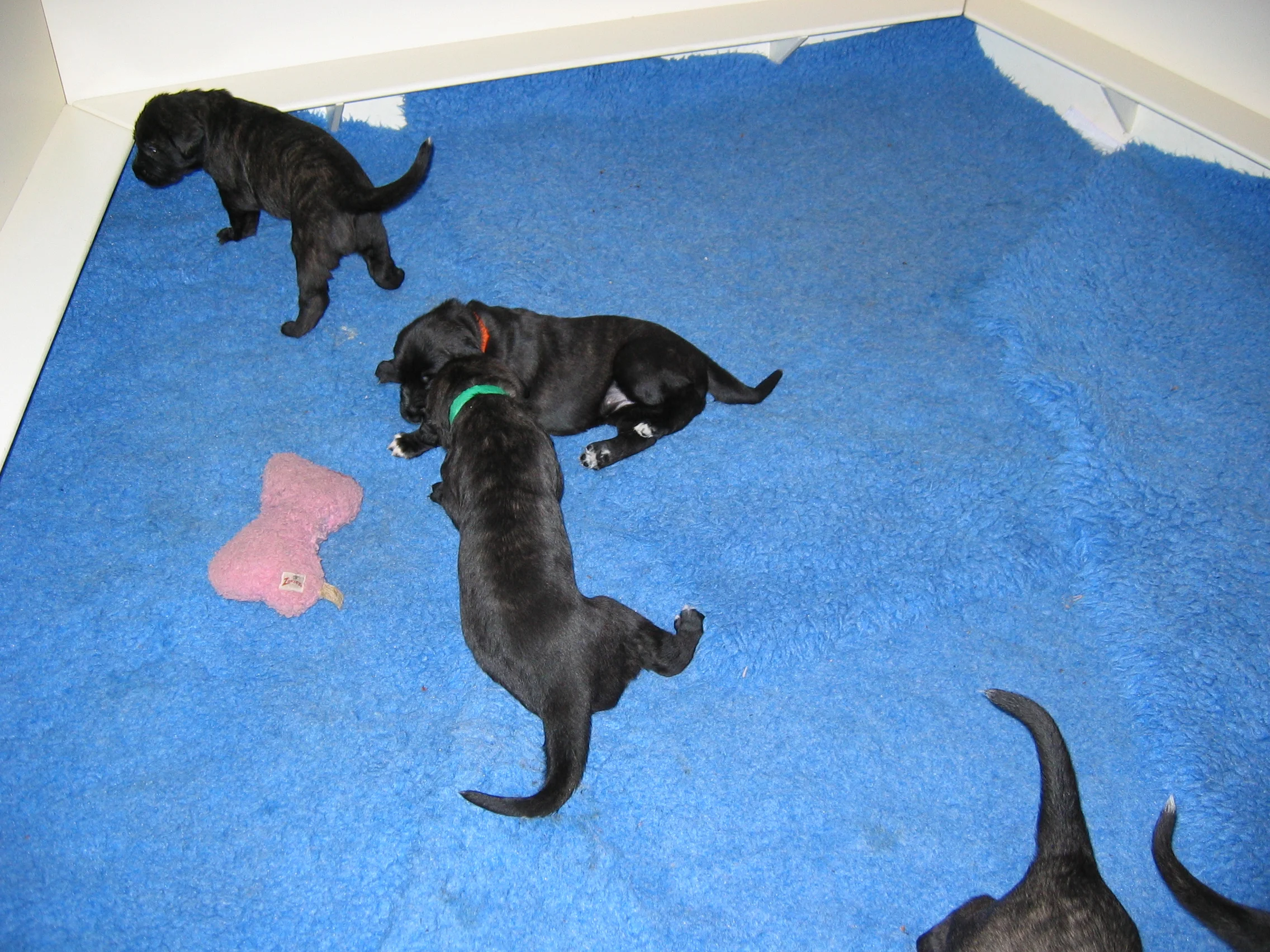 Declan in green Darley orange