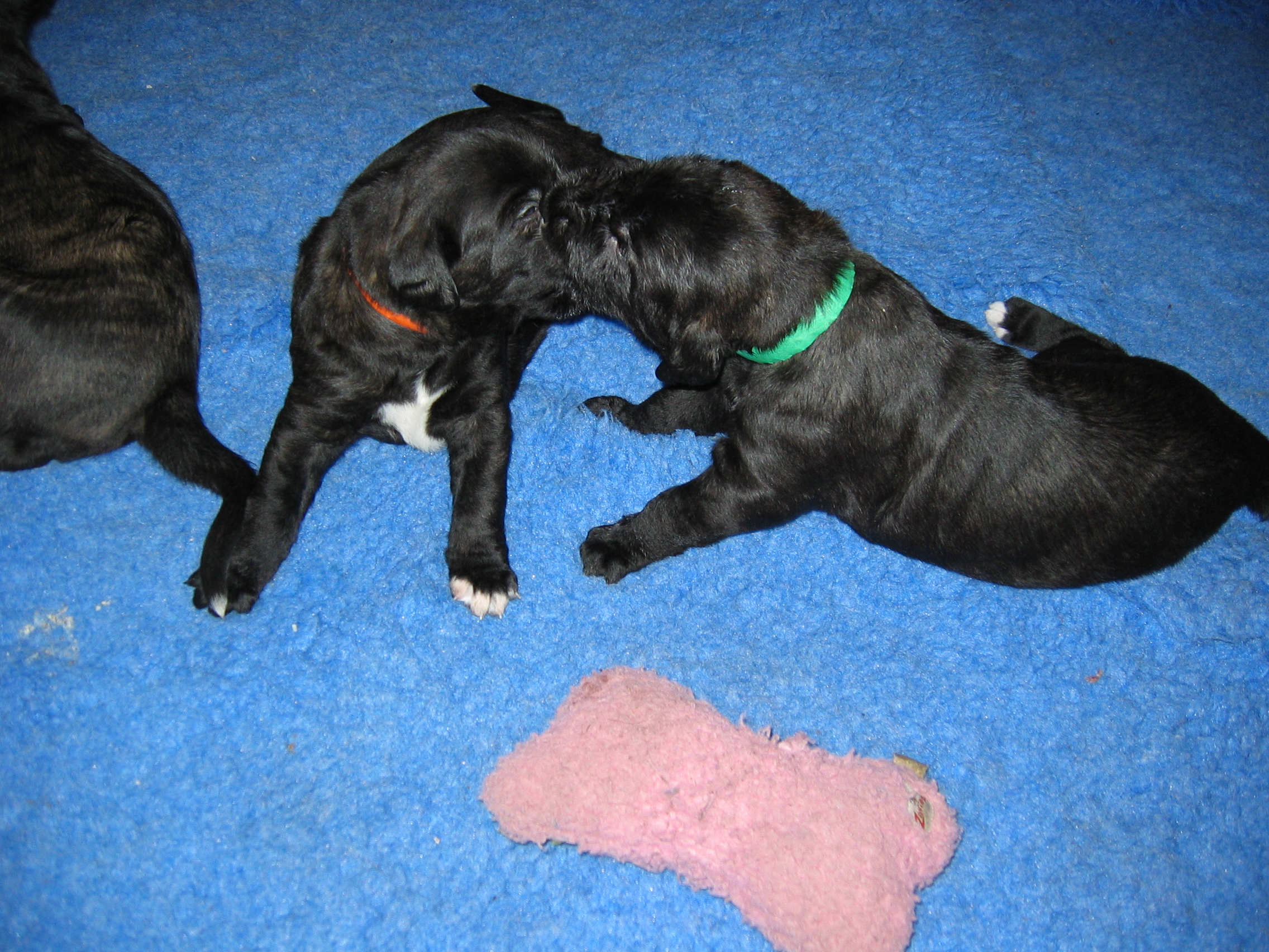 Declan in green, Darley