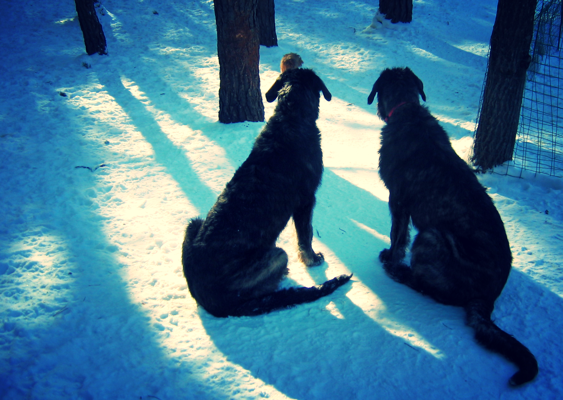 Dallas and Darley