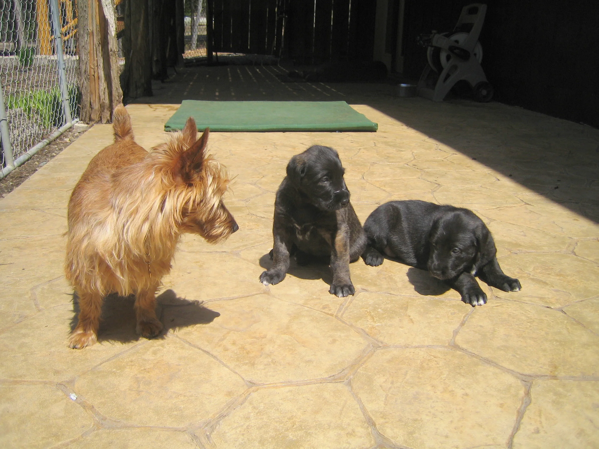 Lucy babysitting Cinneide and Chevonne
