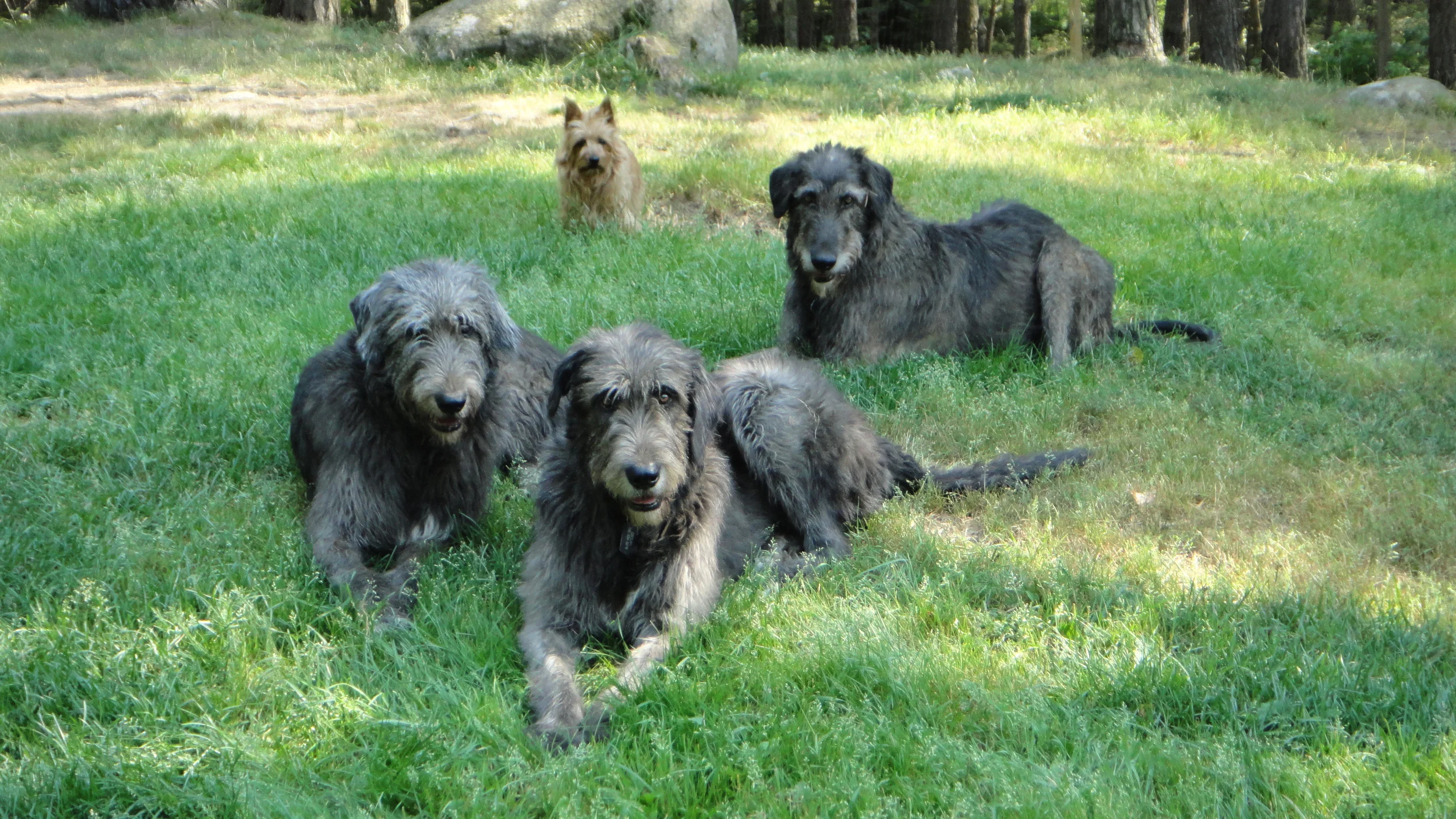 Lucy with Darley, Declan and Chevonne