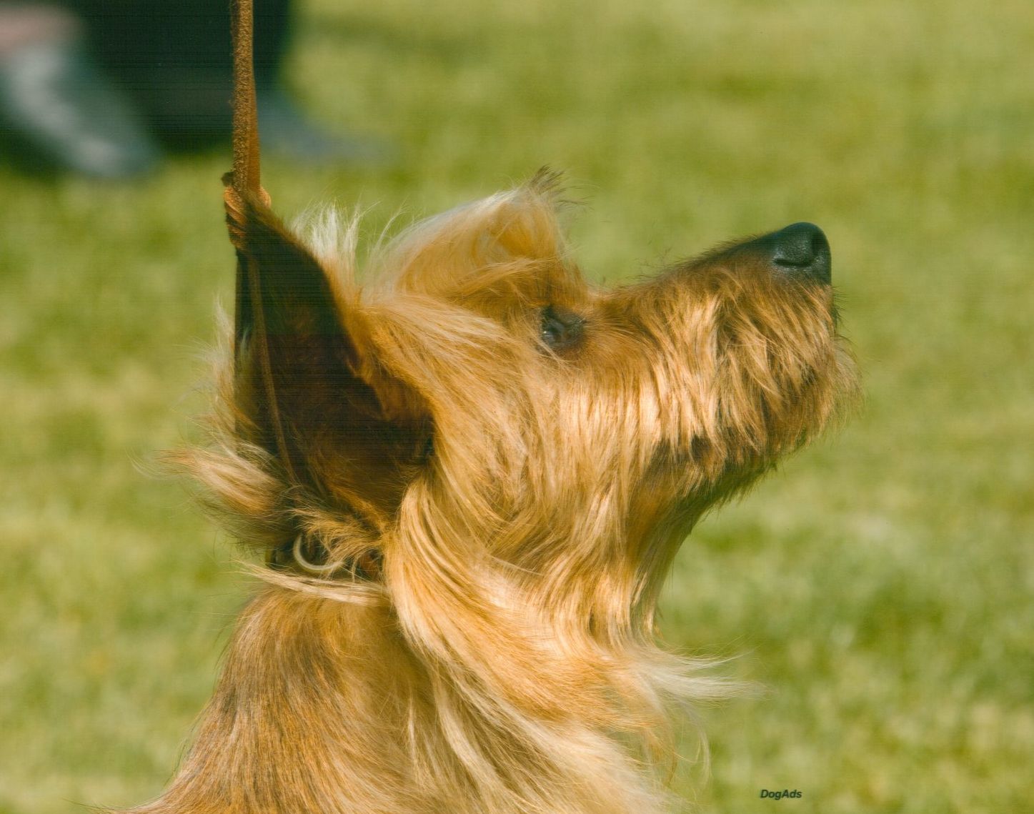 Lucy our Australian Terrier