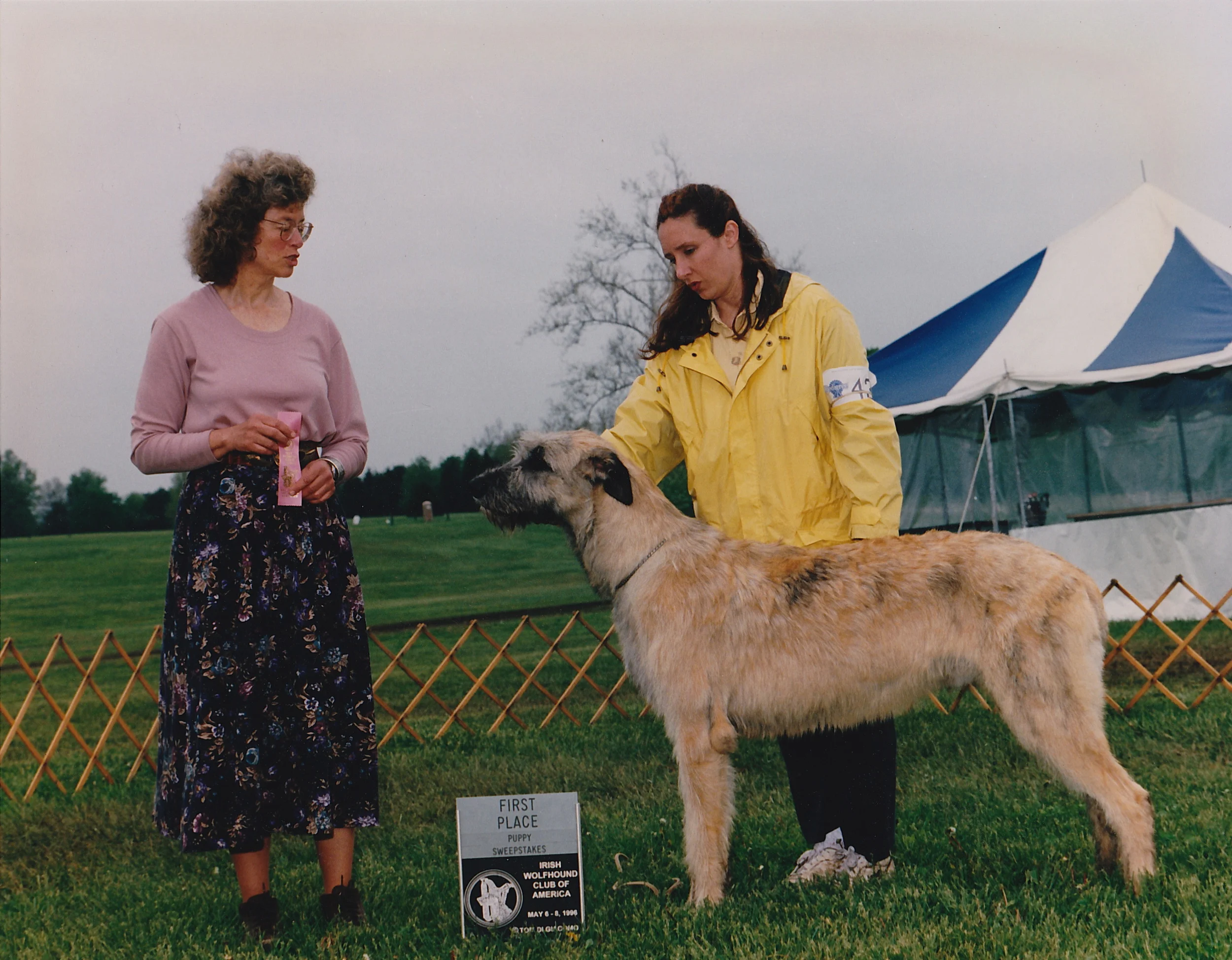 ballyhara irish wolfhounds