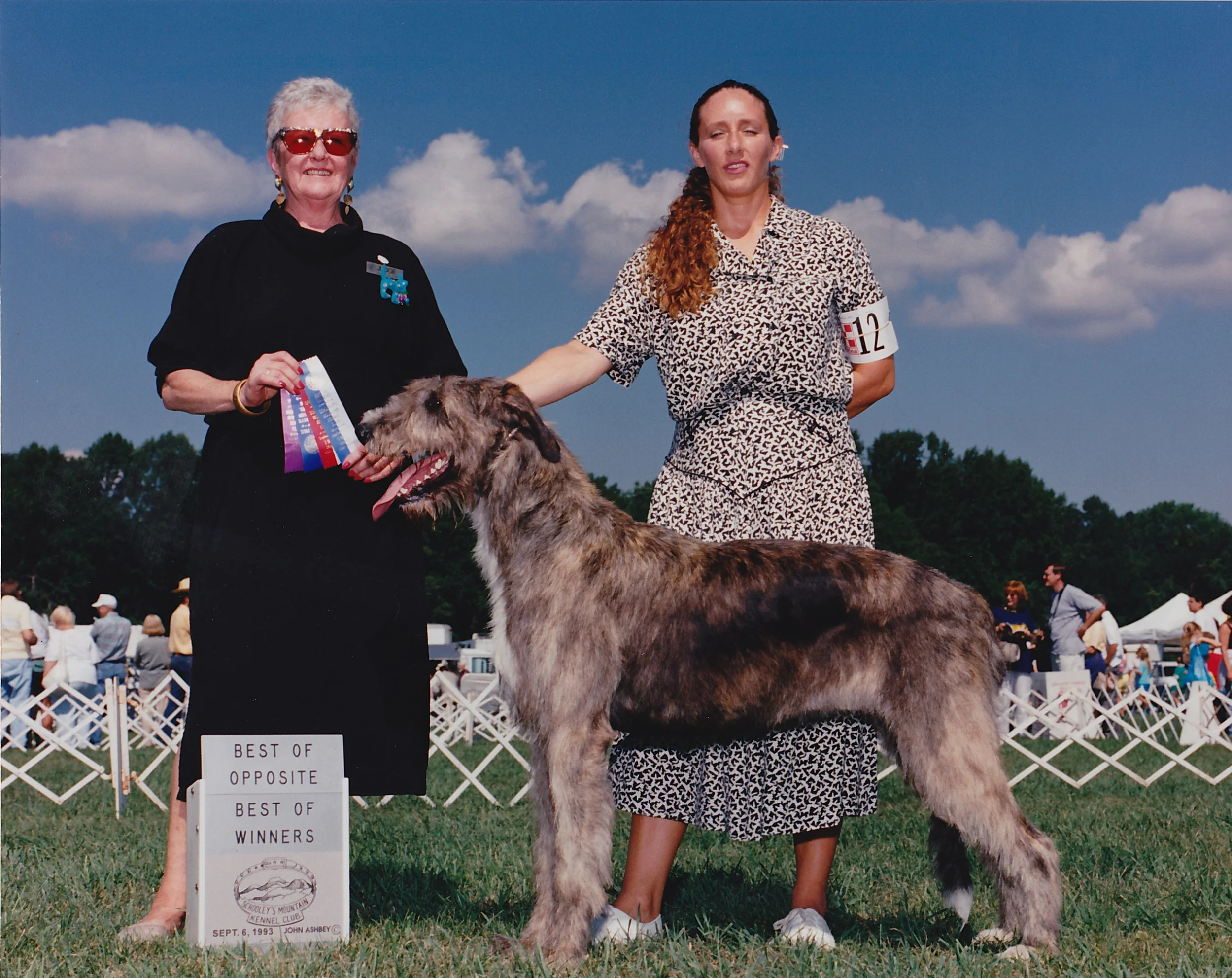 ballyhara irish wolfhounds