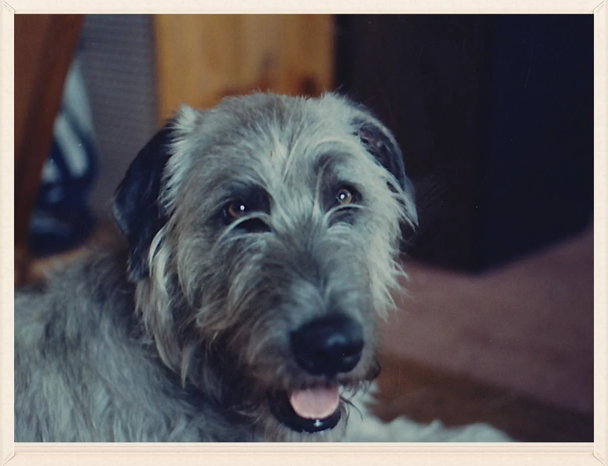 Shiloh head shot