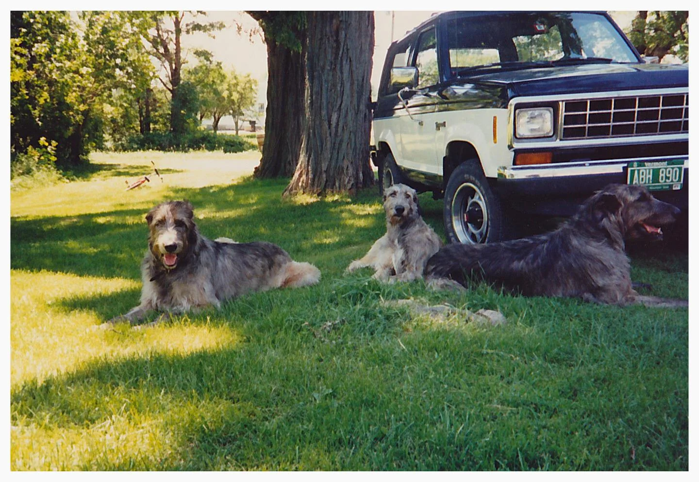Shiloh, Siobhan and Conn relaxing