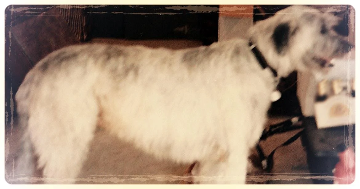 Shiloh at Robbie's B-day party