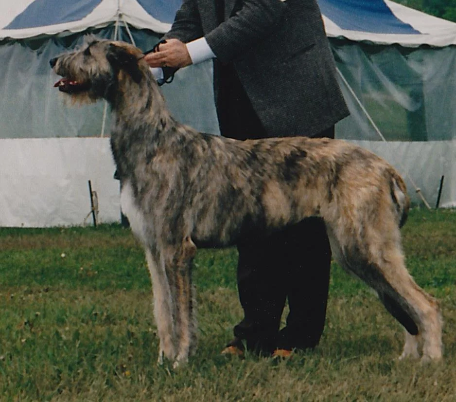 Ballyhara Rain and Rhiannon 2nd & 3rd in National.jpg
