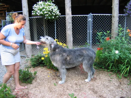 Ballyhara Sheenachie veteran