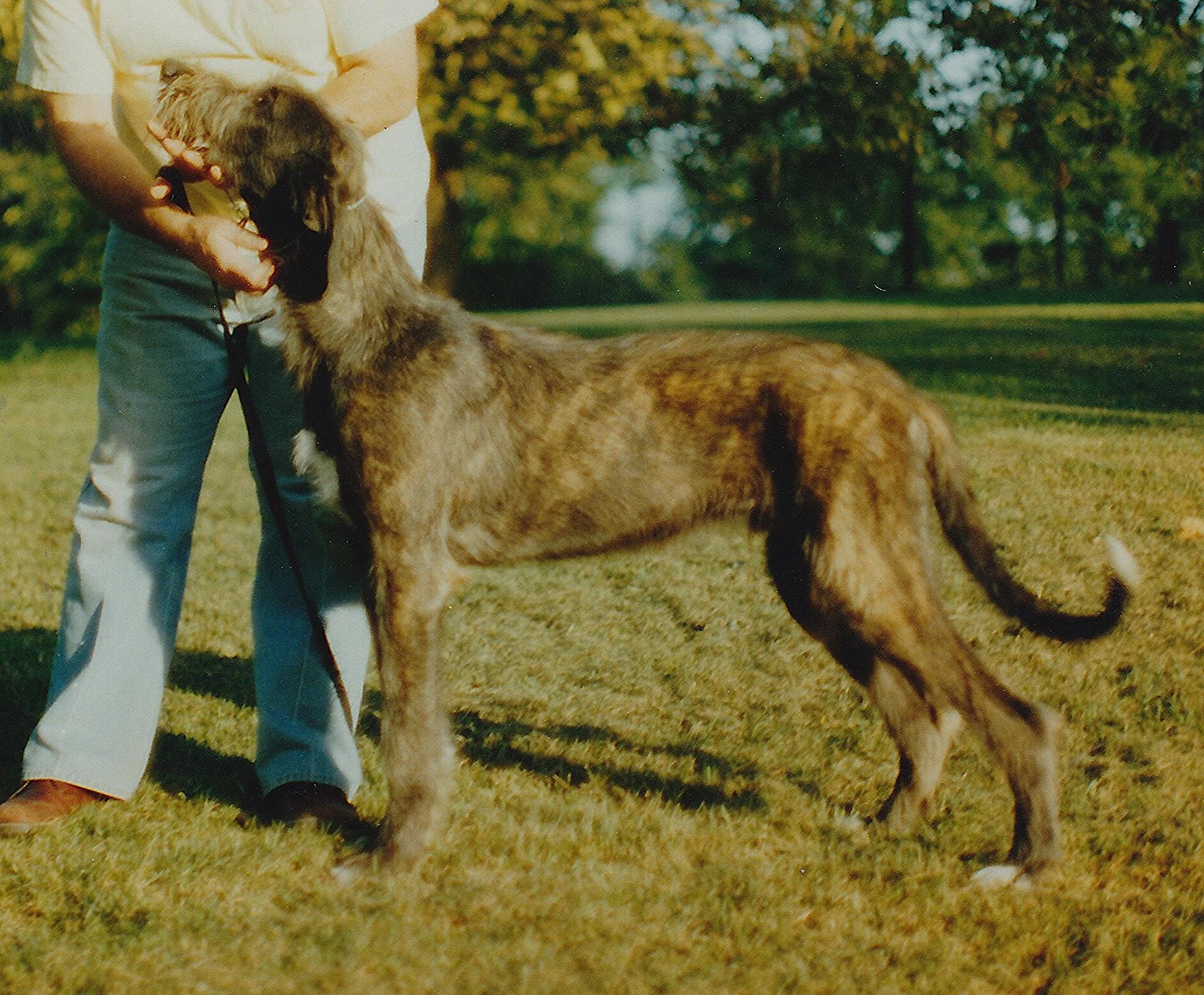Ballyhara Fitzarran Sentinel 6 mos_0002.jpg