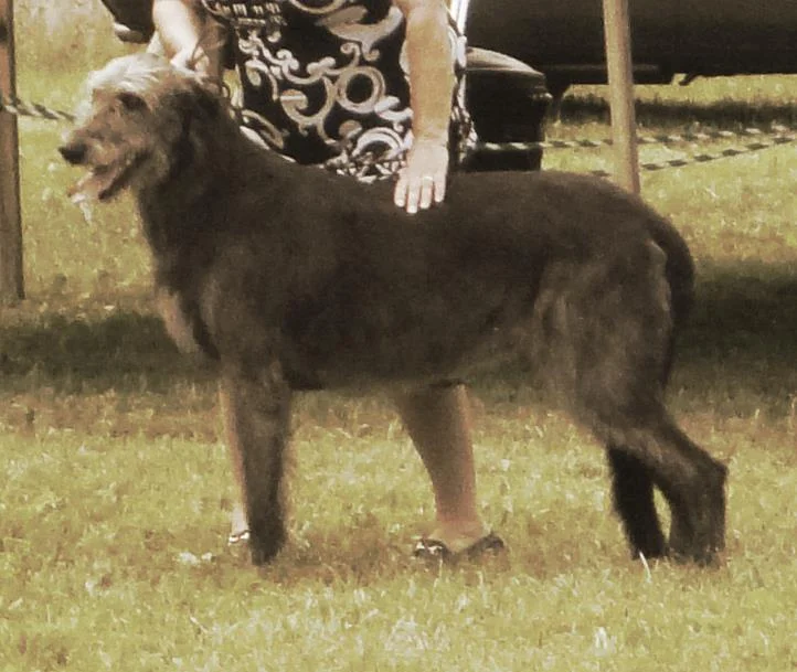 Rosslare's Jane of Ballyhara Veteran 8.4 years