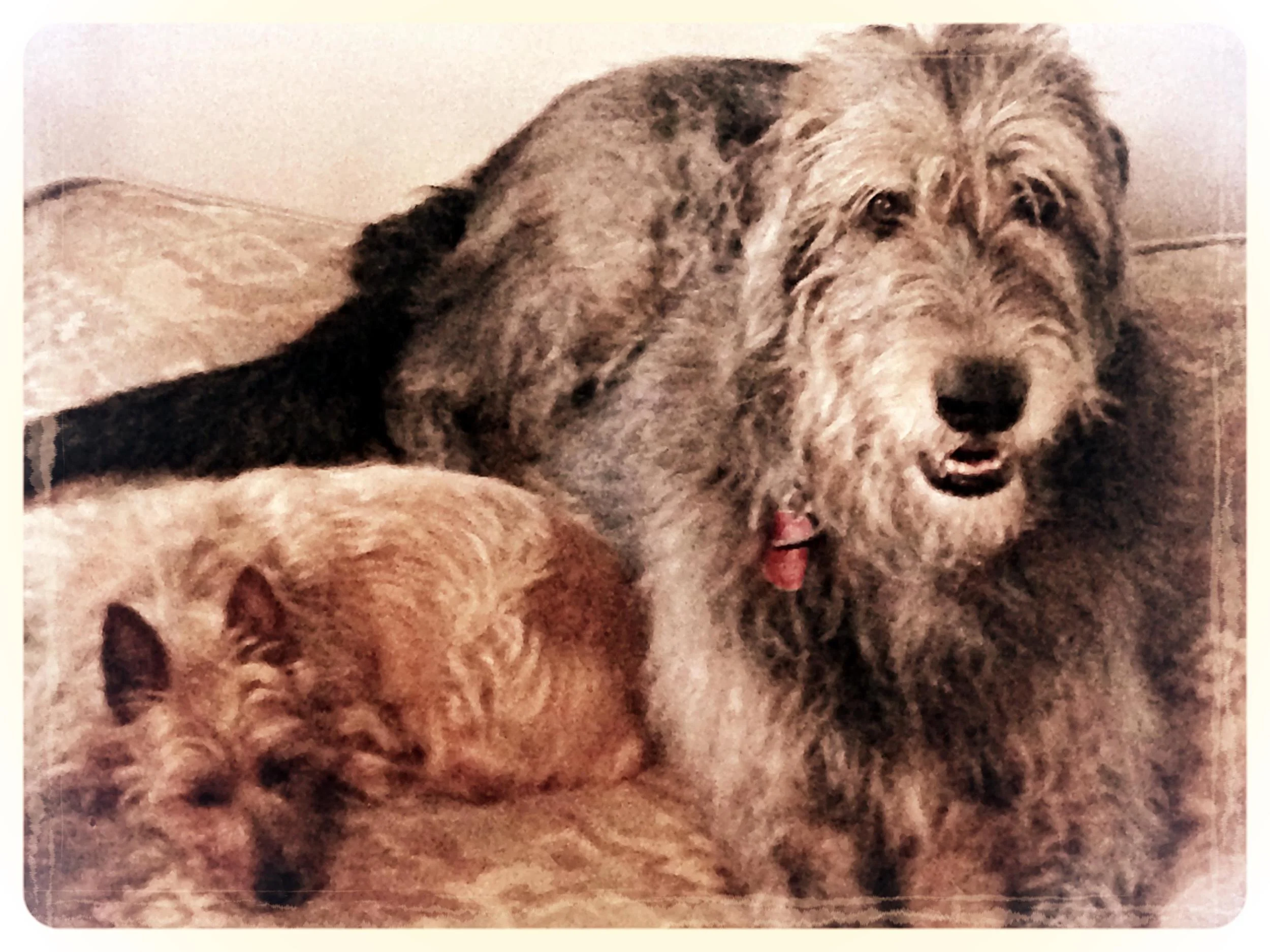 Dallas & Lucy