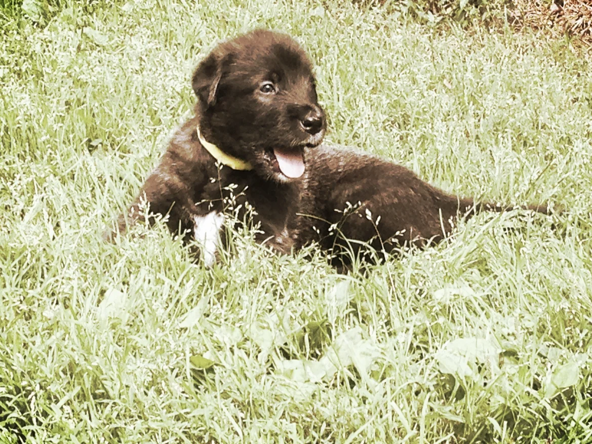 Ballyhara Kellyanne 4 weeks