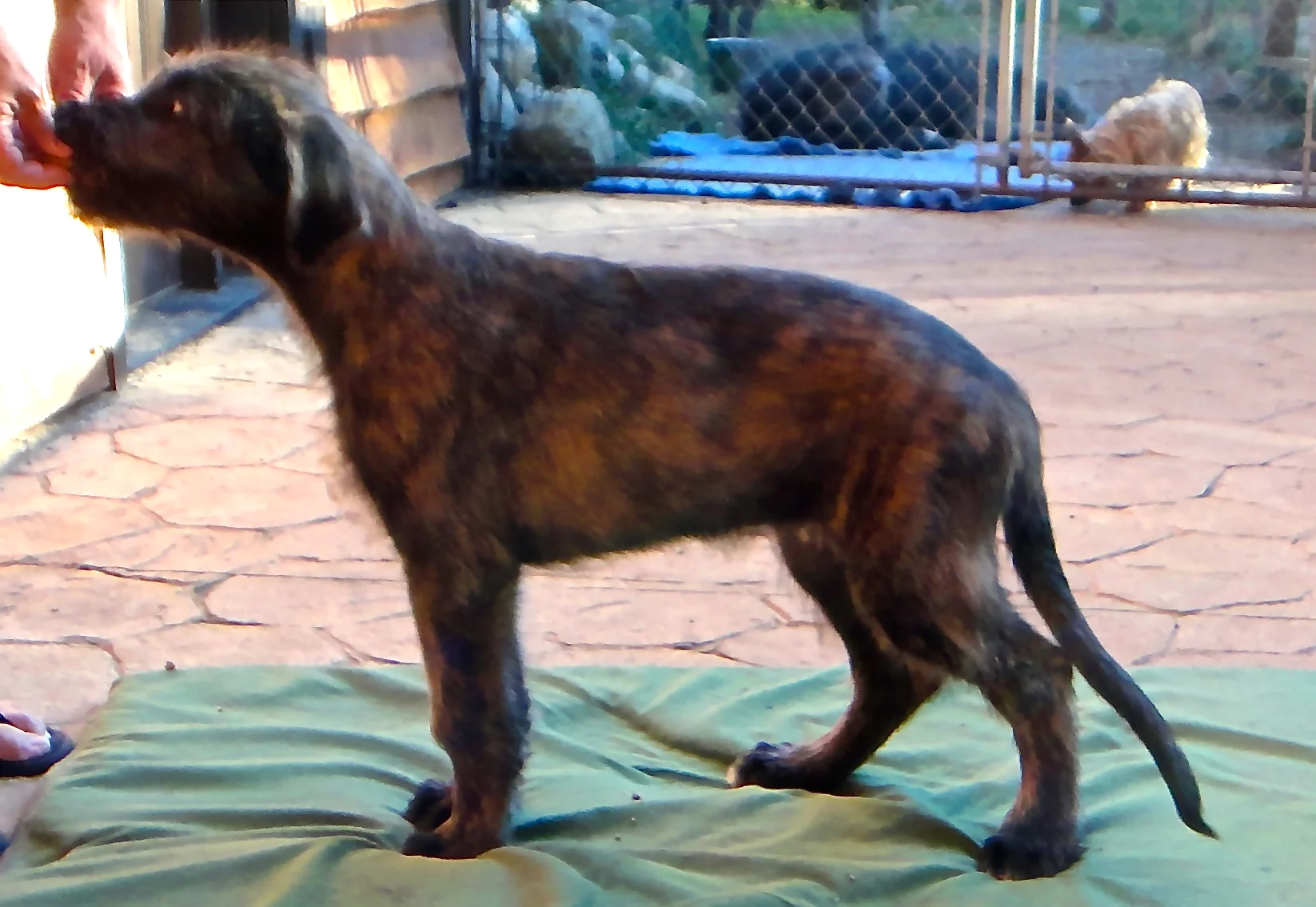 Keith white boy 11 wks.JPG