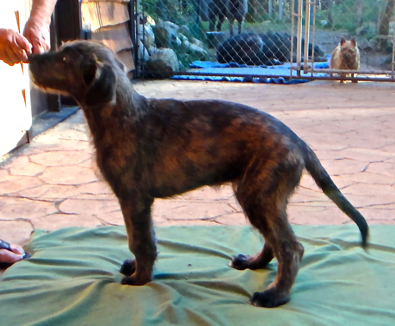 Keith white boy 11 wks.JPG