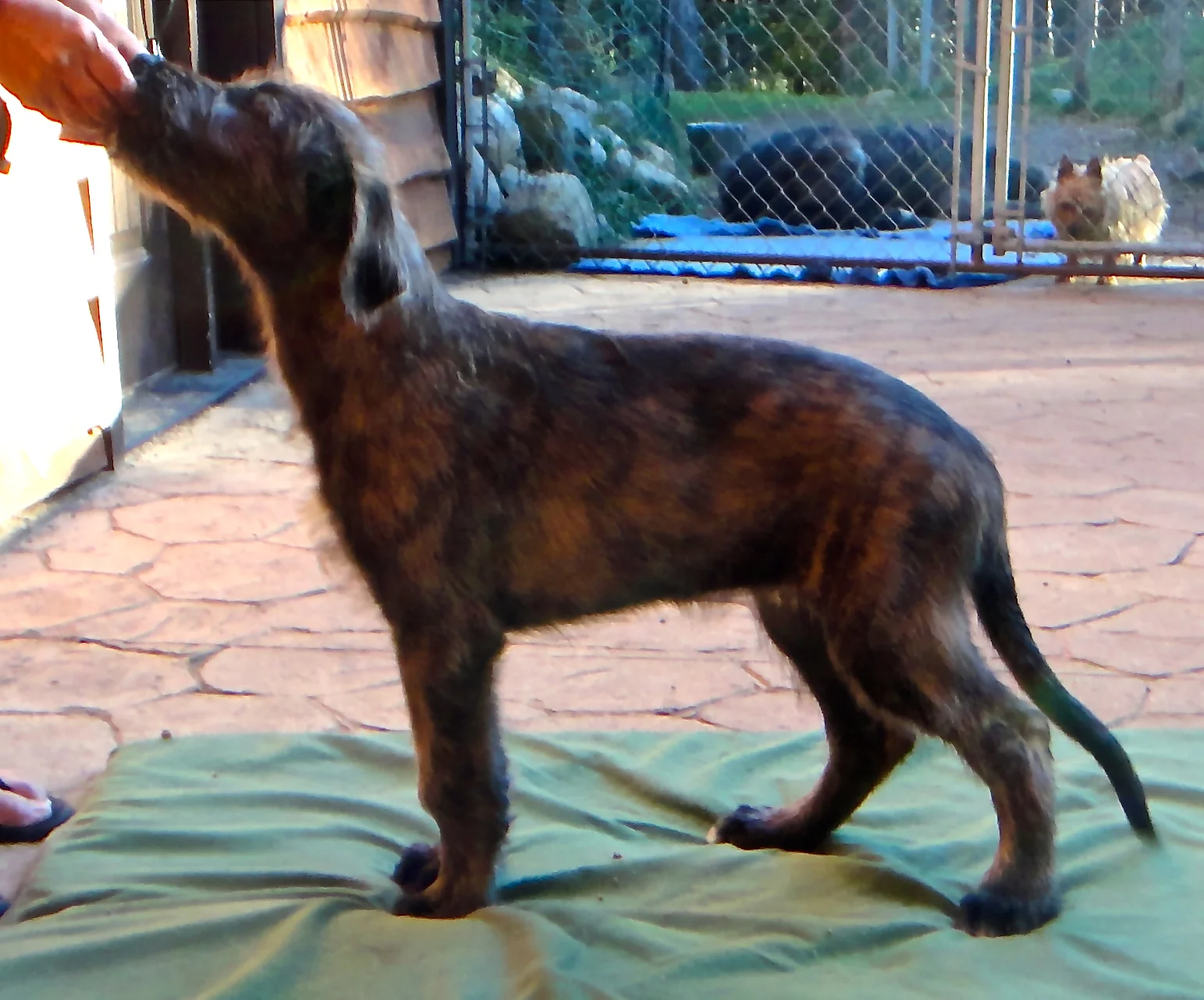 Keith white boy 11 wks.JPG