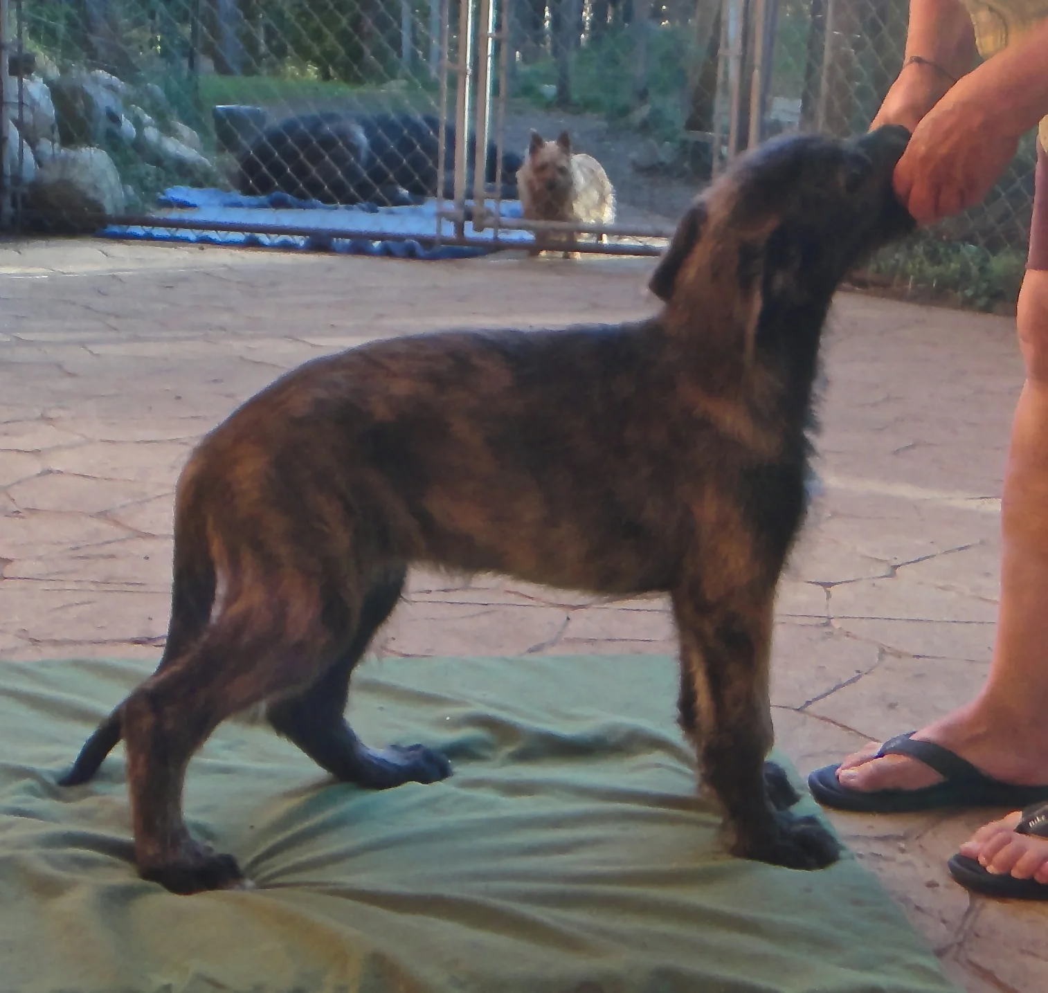 Keith white boy 11 wks.JPG