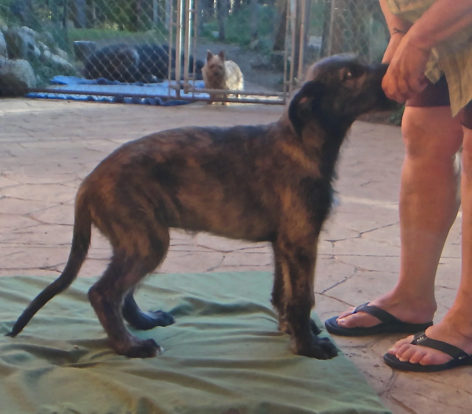 Keith white boy 11 wks.JPG