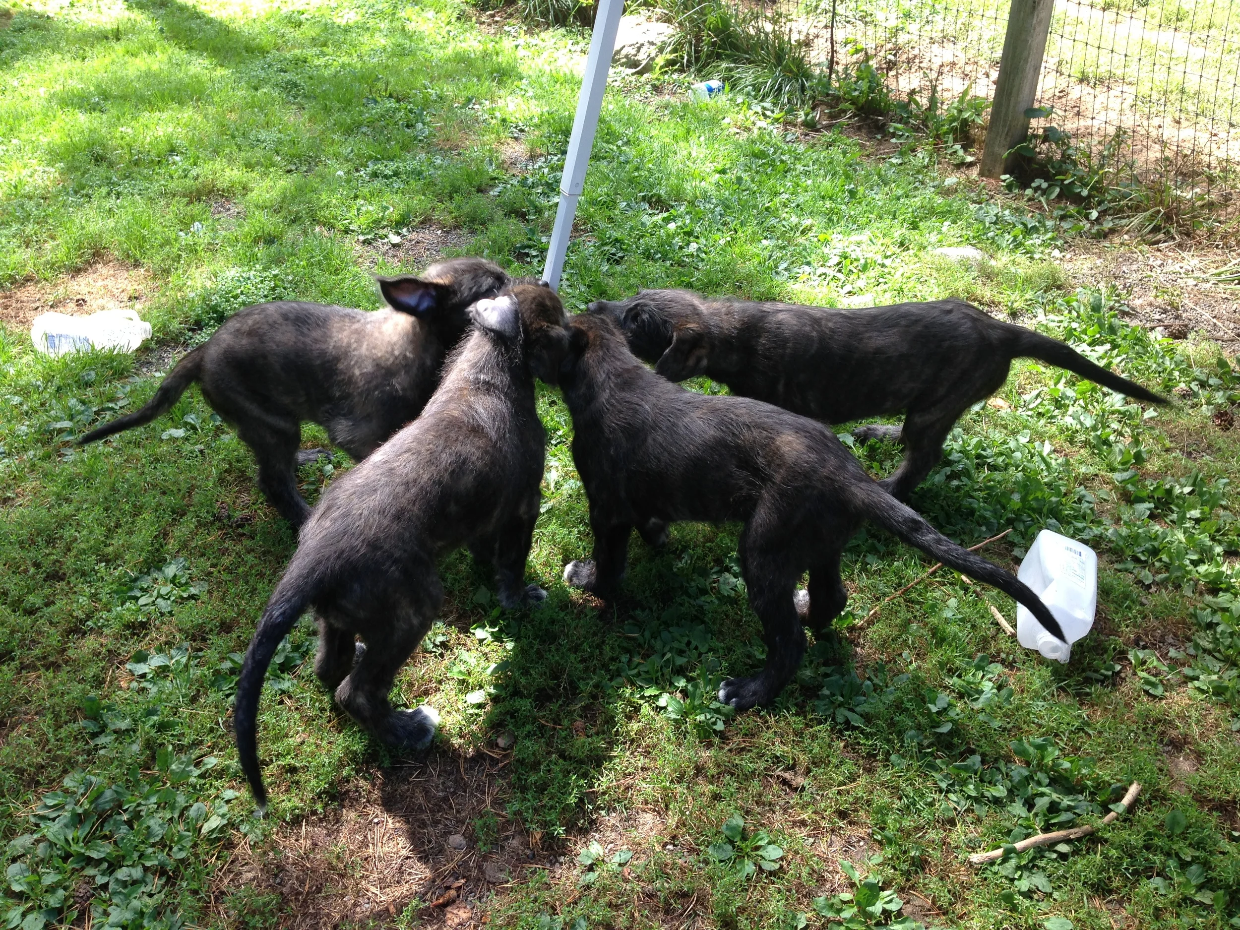Kennedy's pups in a Tug O'War