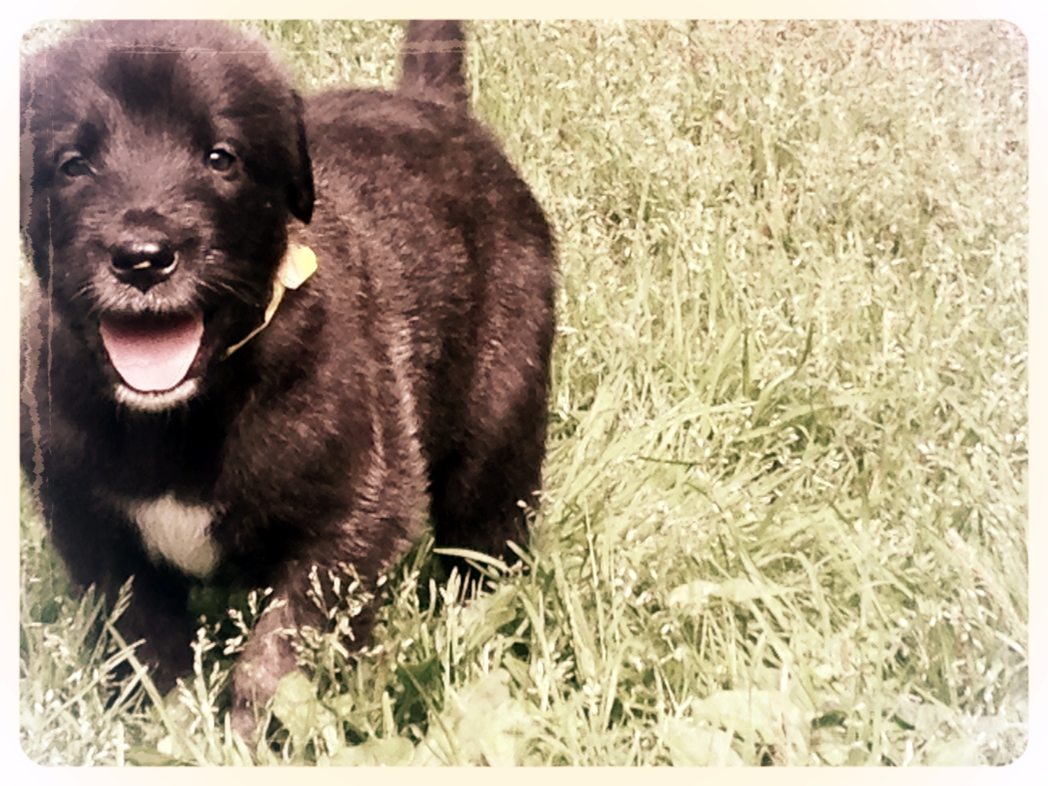 Ballyhara Kellyanne 4 weeks