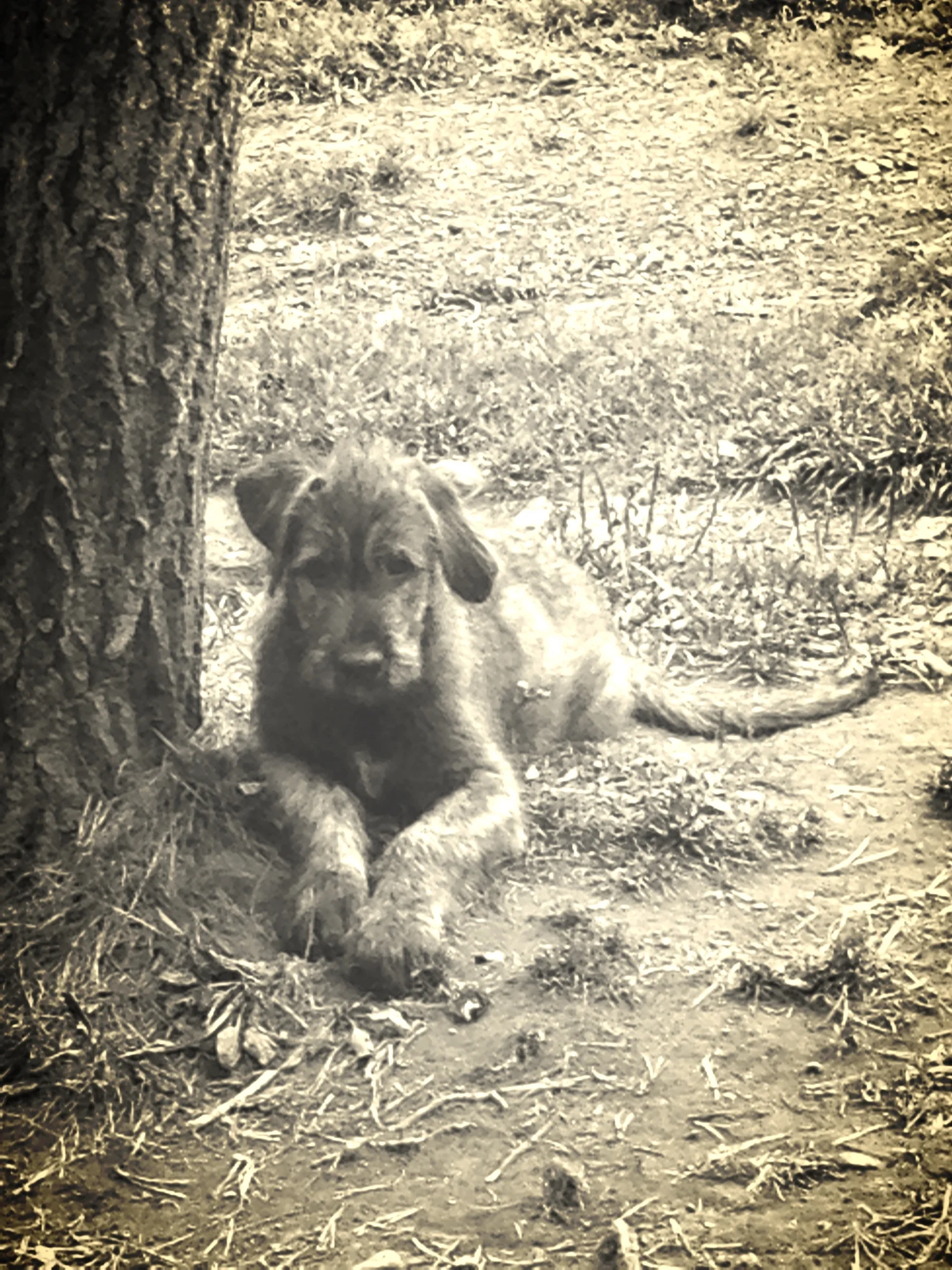 Ballyhara Keith puppy