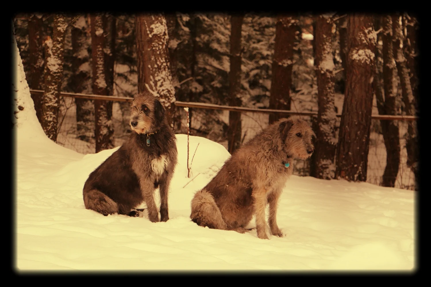 Ballyhara Declan & Ballyhara Dior 6.5 years