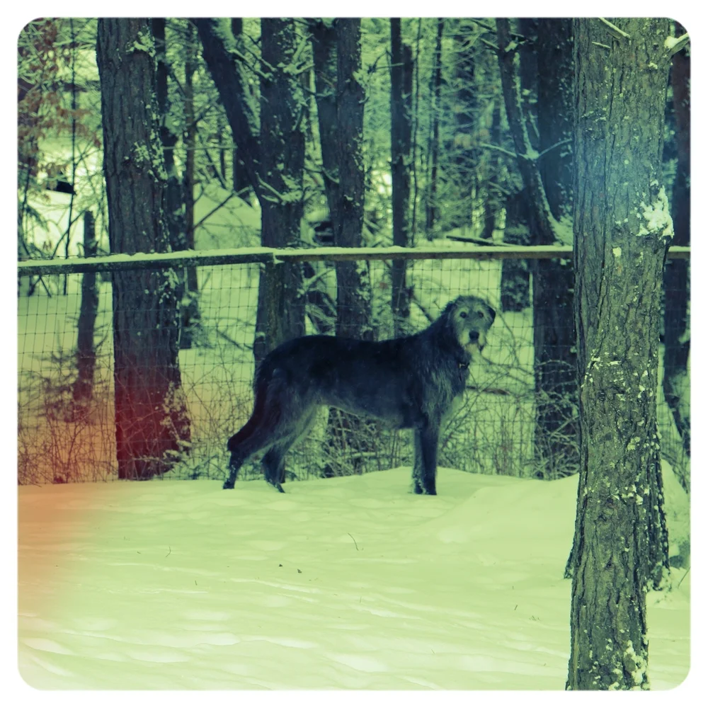 Ballyhara Cinneide veteran