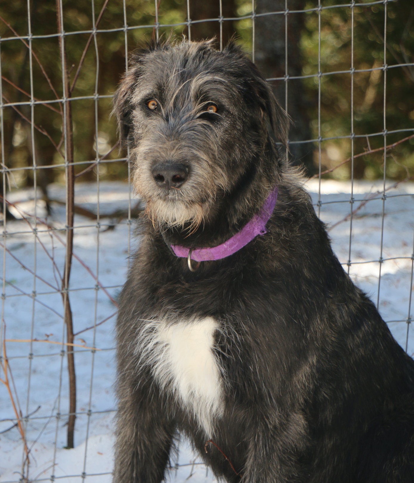 Ballyhara Kate 9 months