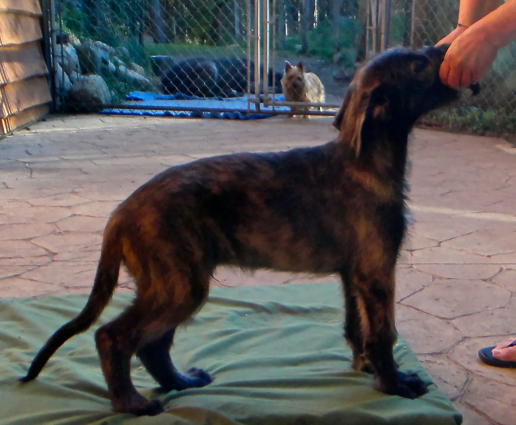 Keith white boy 11 wks.JPG