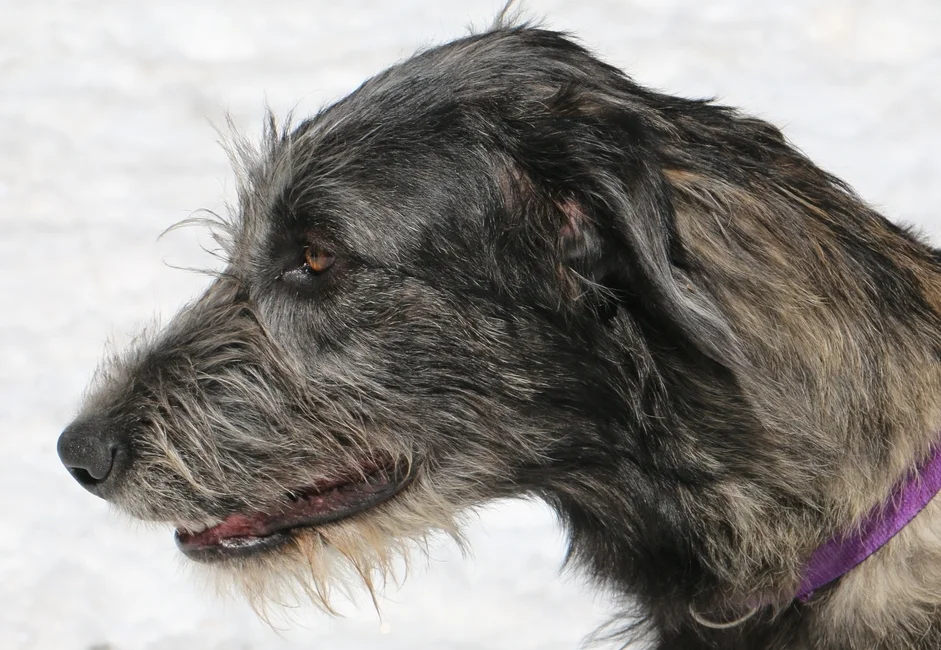Ballyhara Kellyanne 9 months