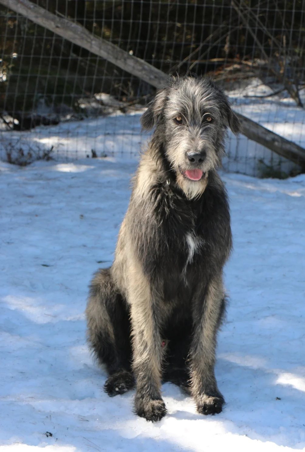 Ballyhara Keith 9 months