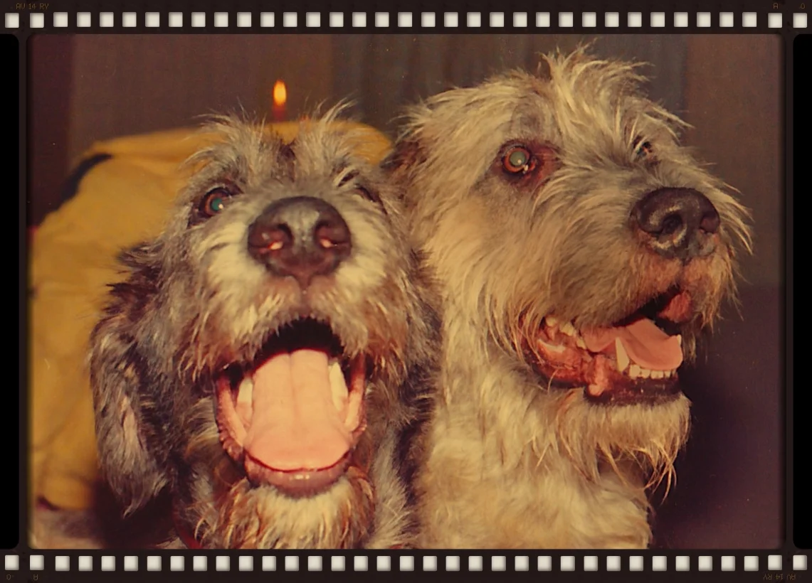 Conn pup and Shiloh.jpg