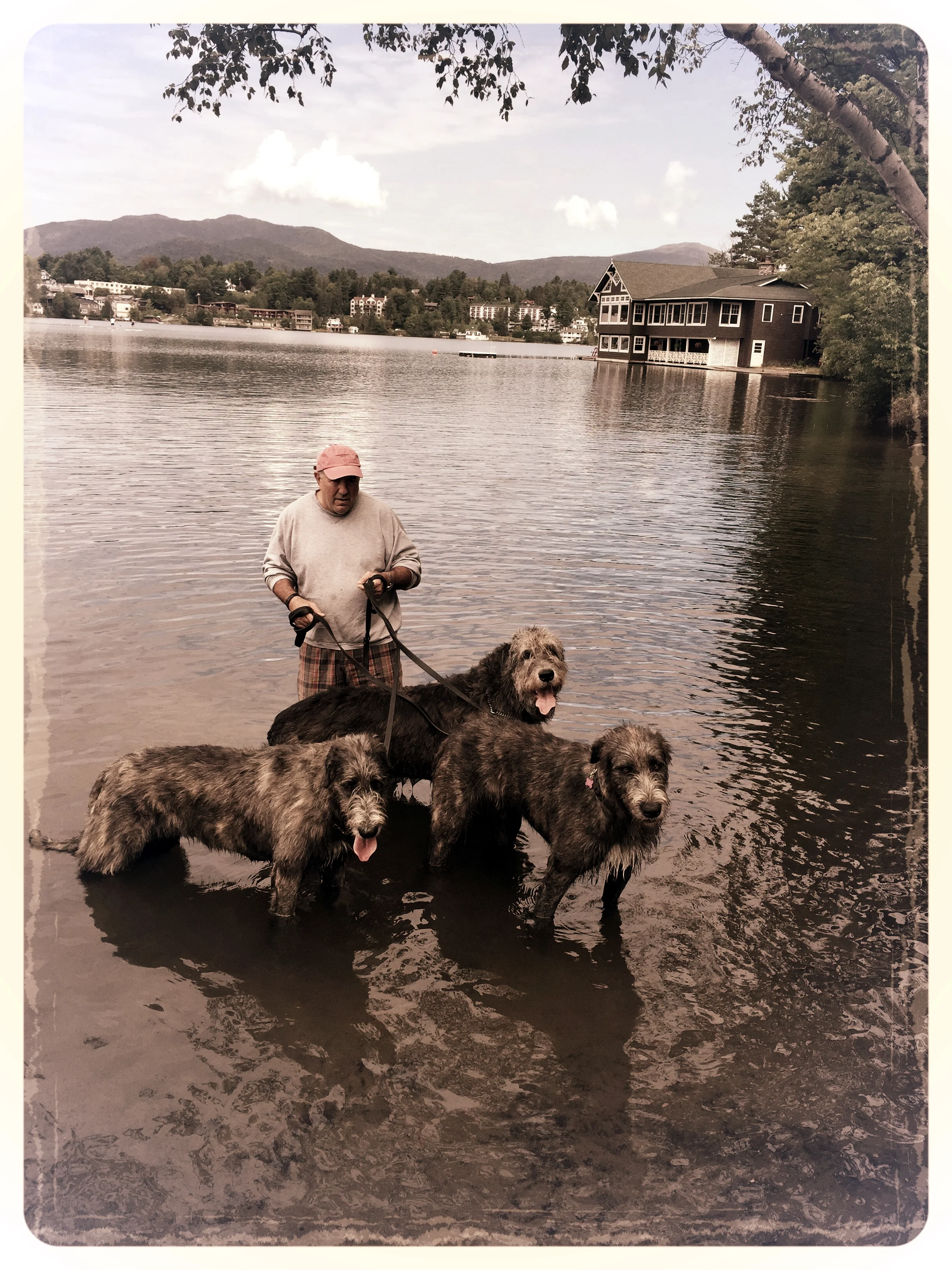 Bobby with Ballyhara Irish Wolfhounds