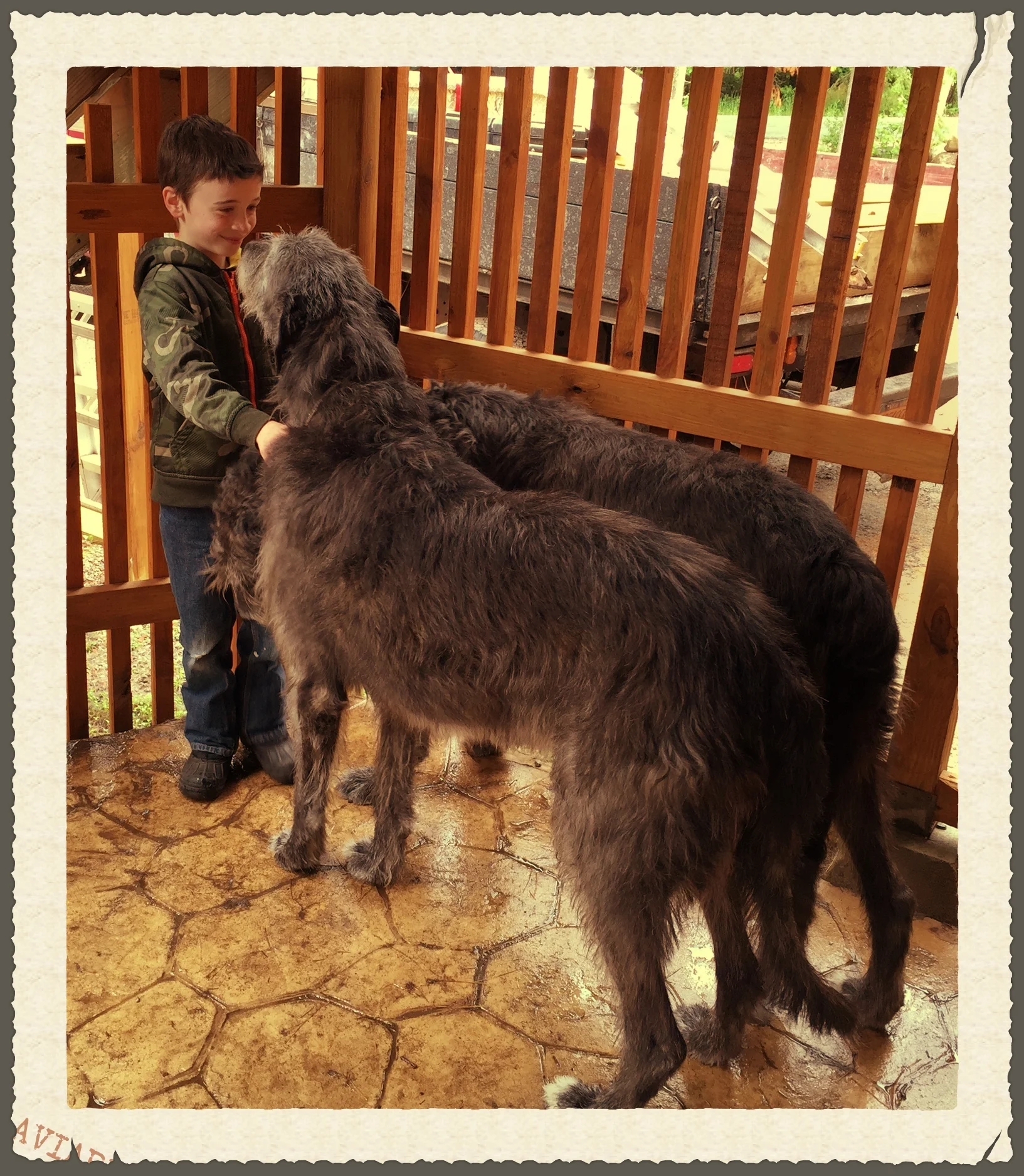 Ballyhara Cinneide Ballyhara Declan with friend