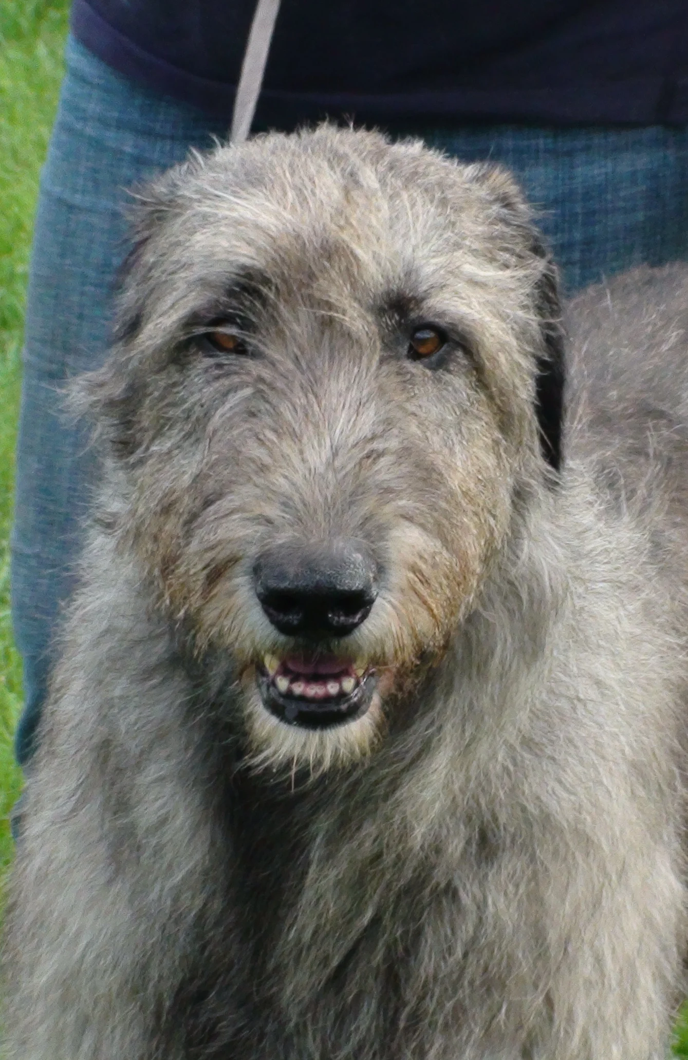 ballyhara irish wolfhounds