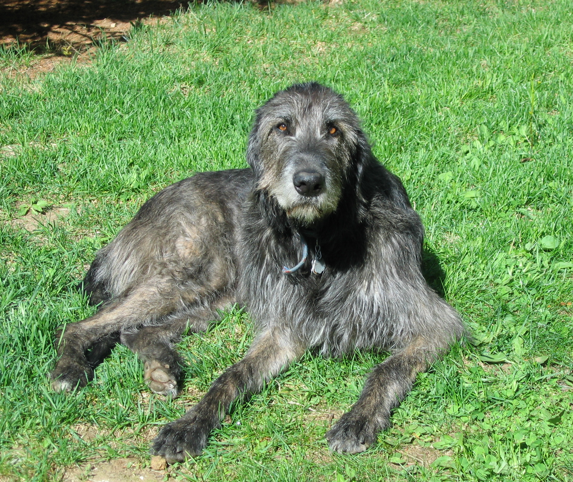 irish wolfhound cost