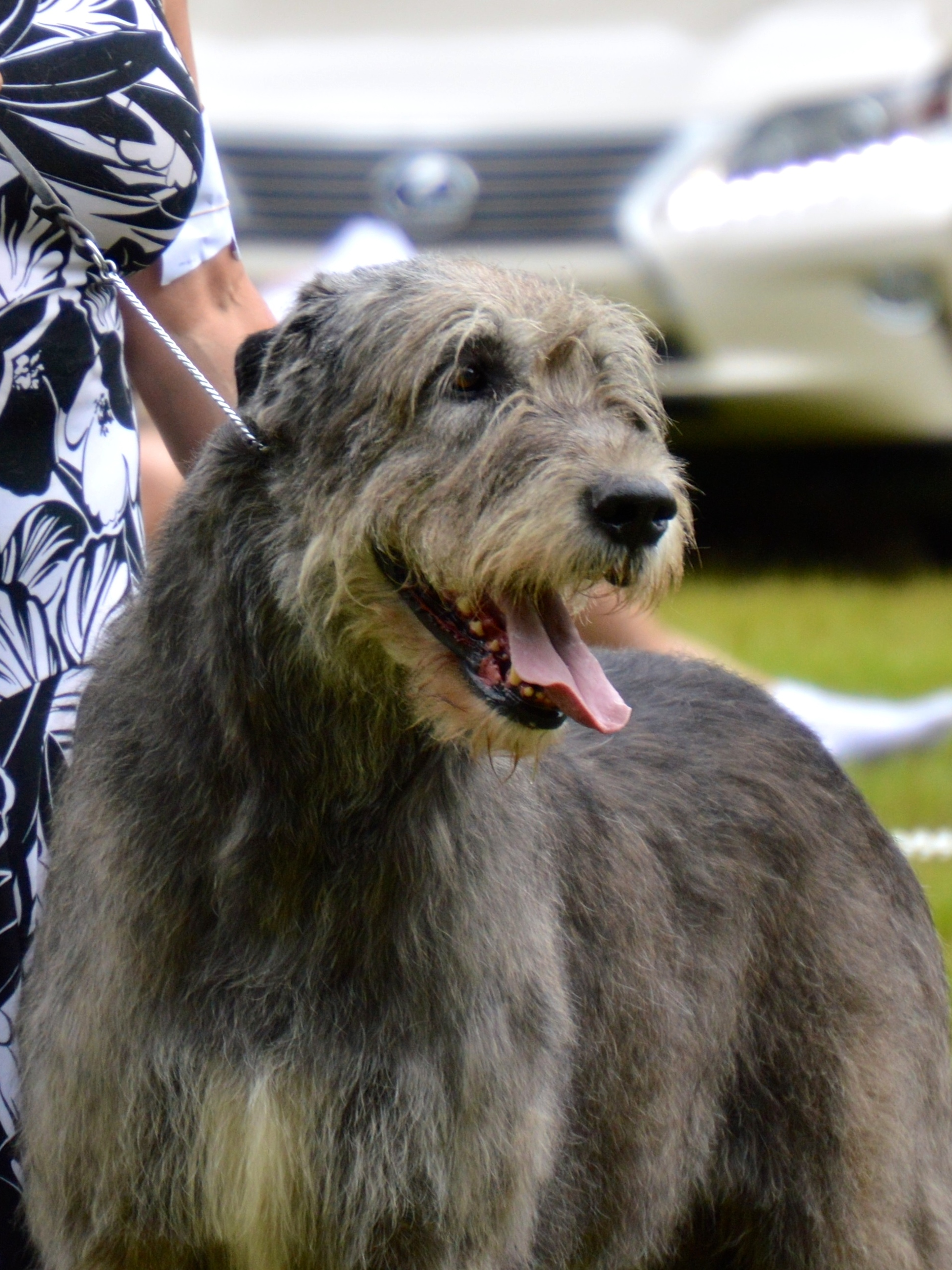 ballyhara irish wolfhounds