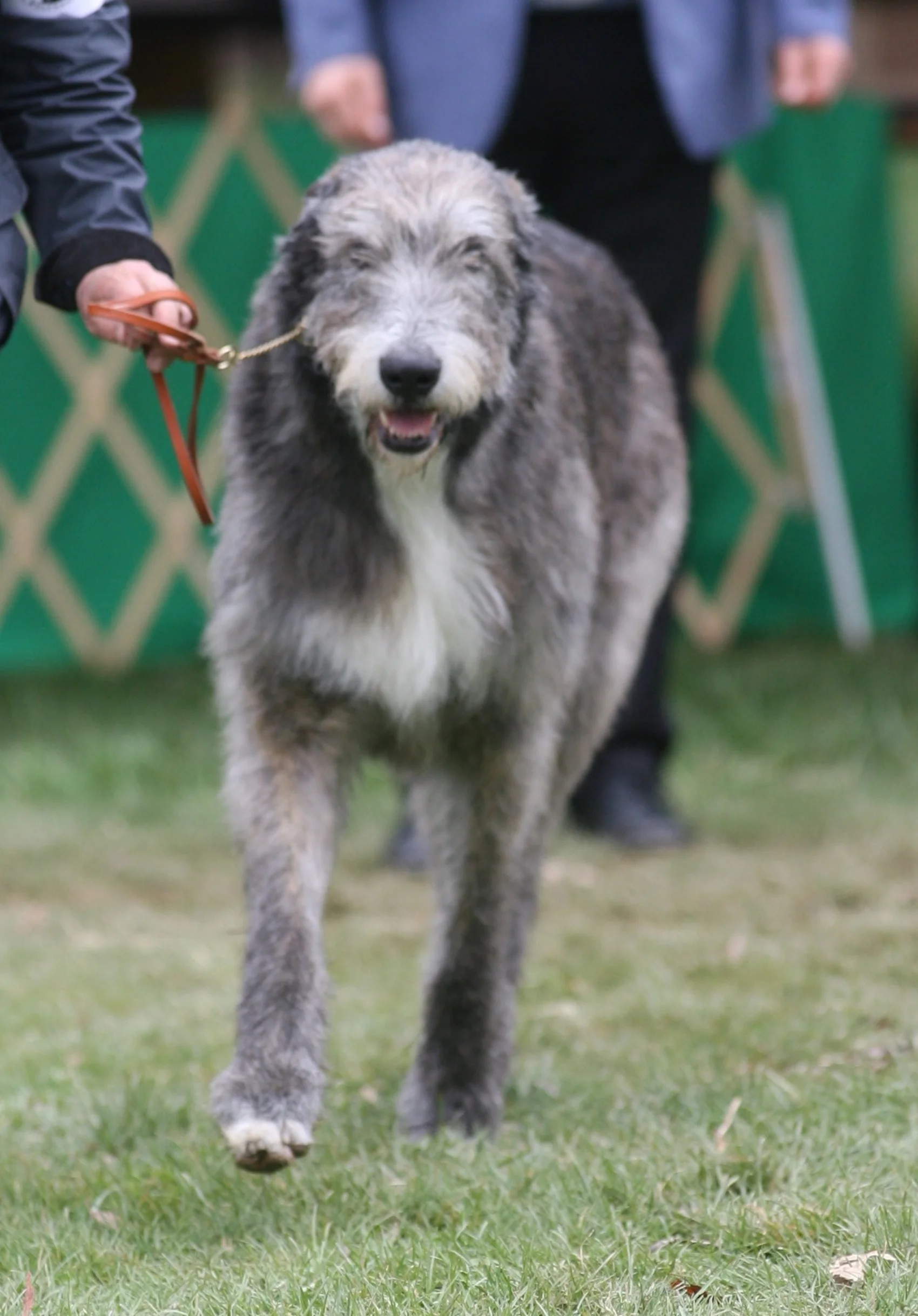 ballyhara irish wolfhounds